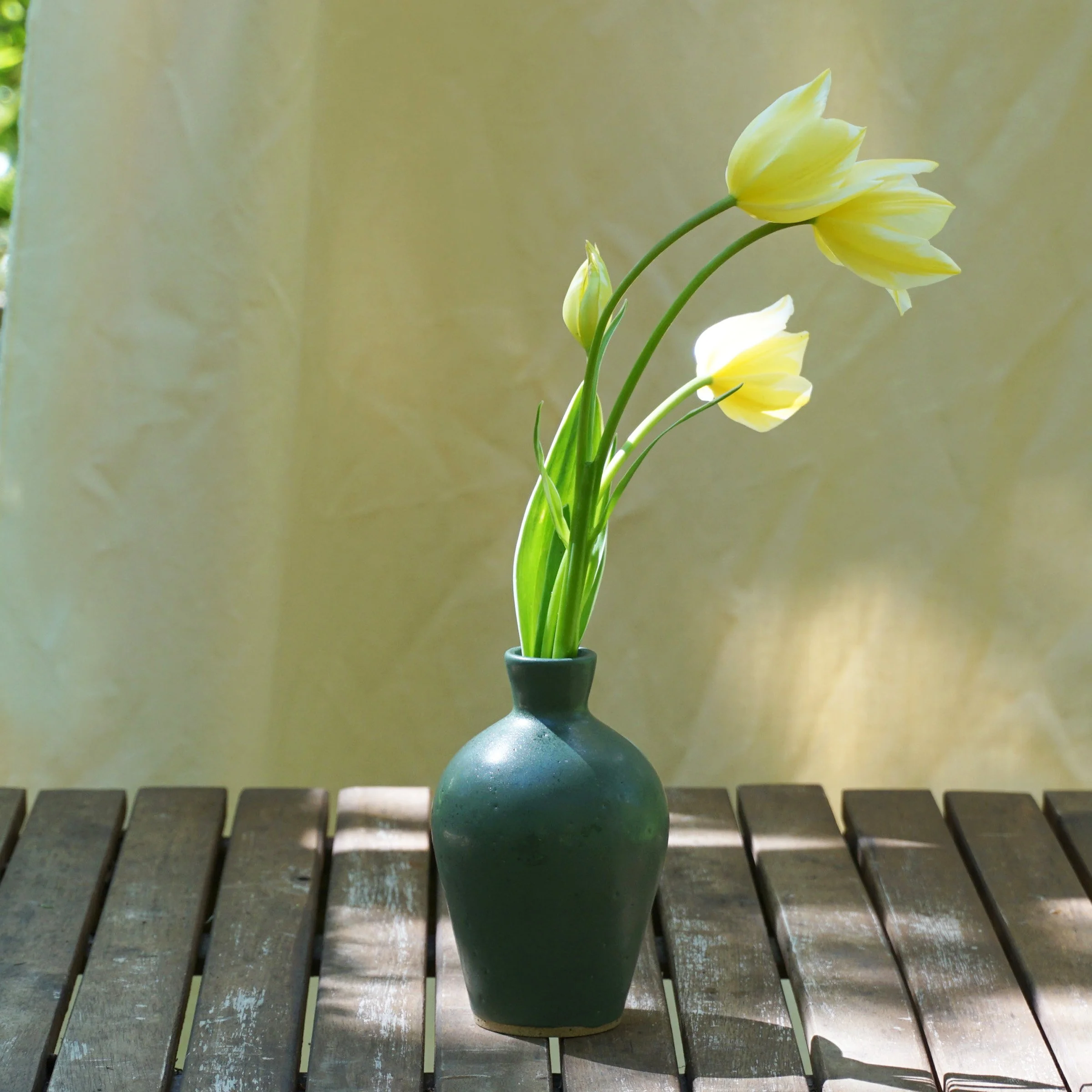 amphora bud_forest.jpg