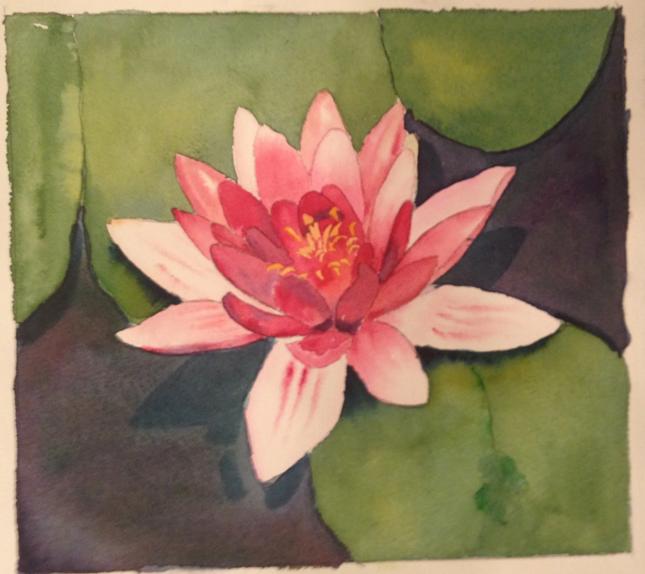 Pink Water Lily
