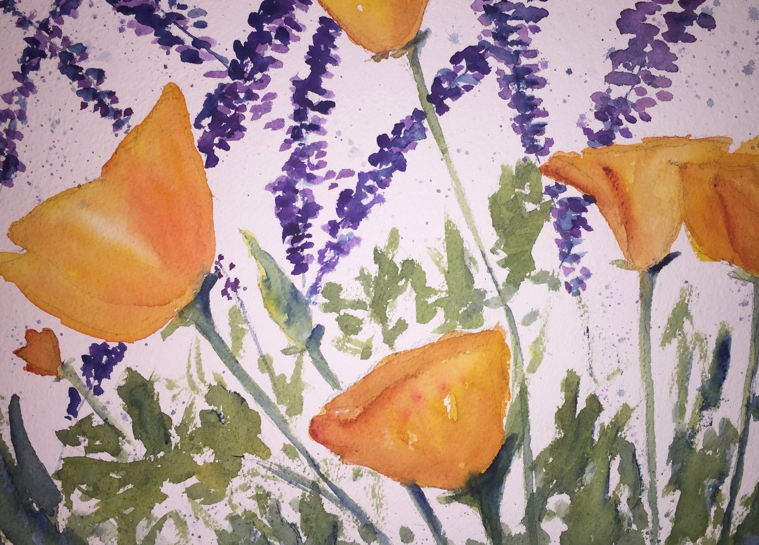 Poppies in my yard