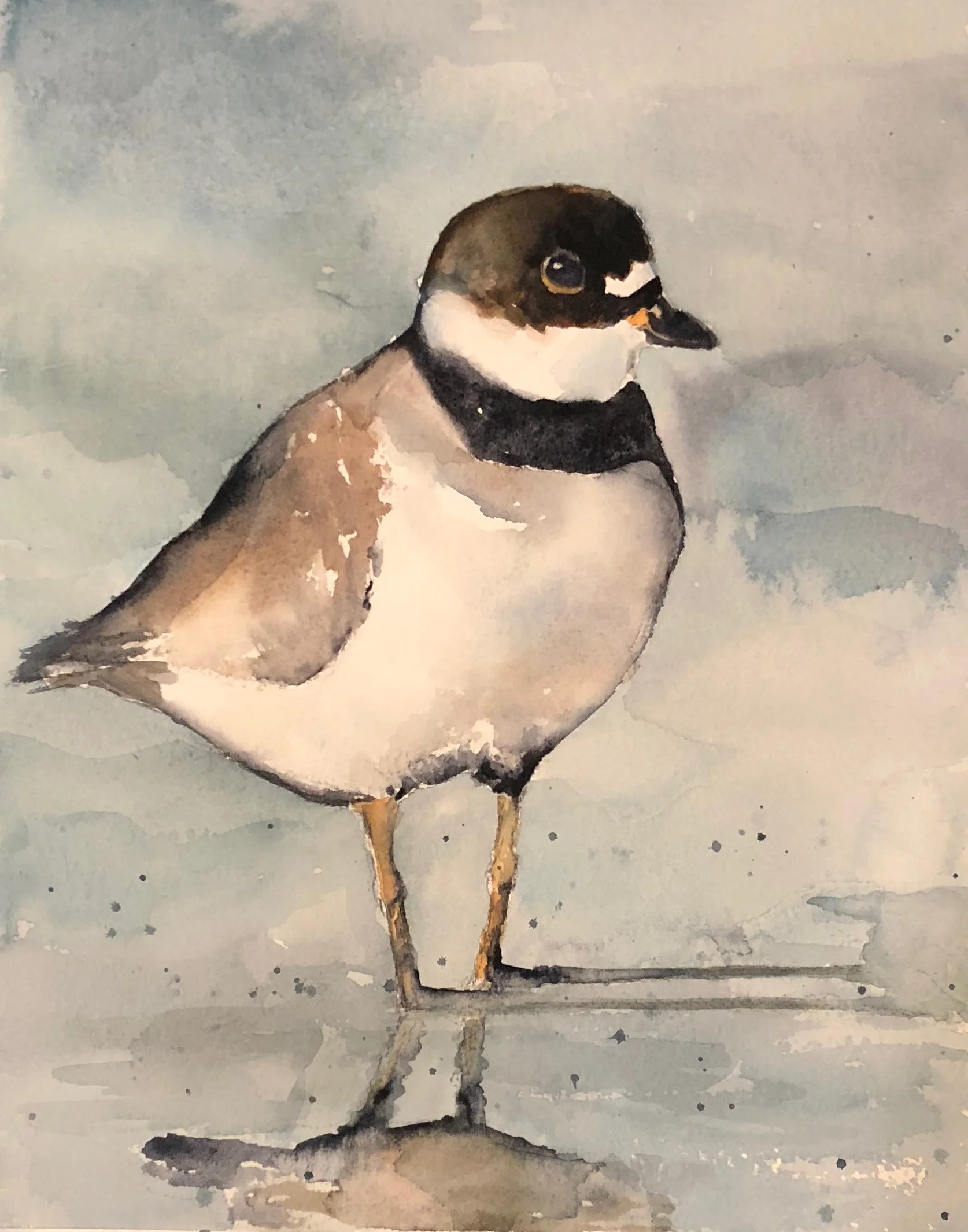 Plover