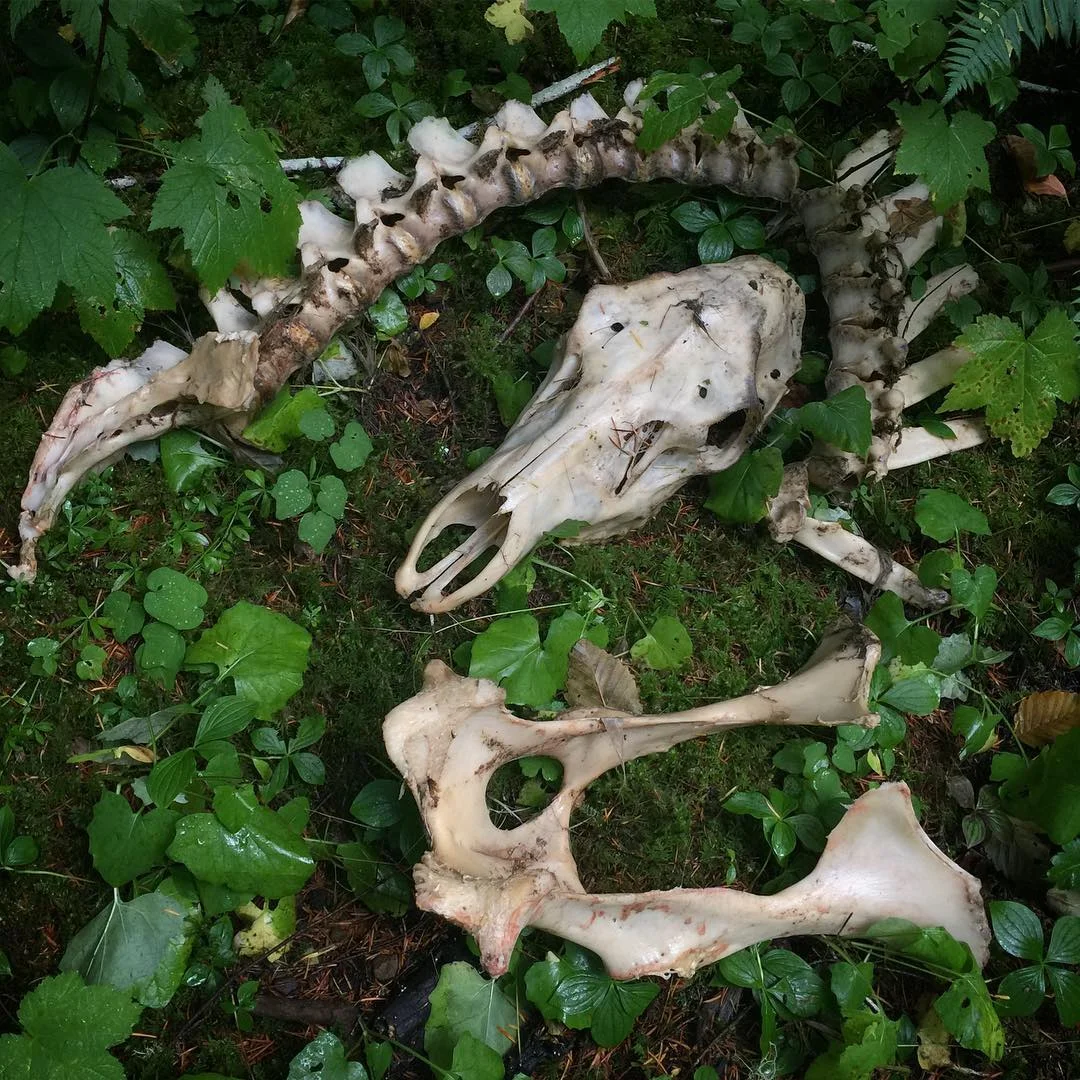 elk_bones.jpg