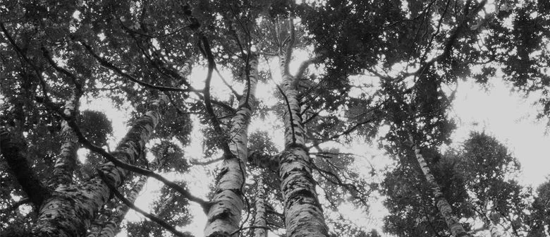 kauri 1.jpg