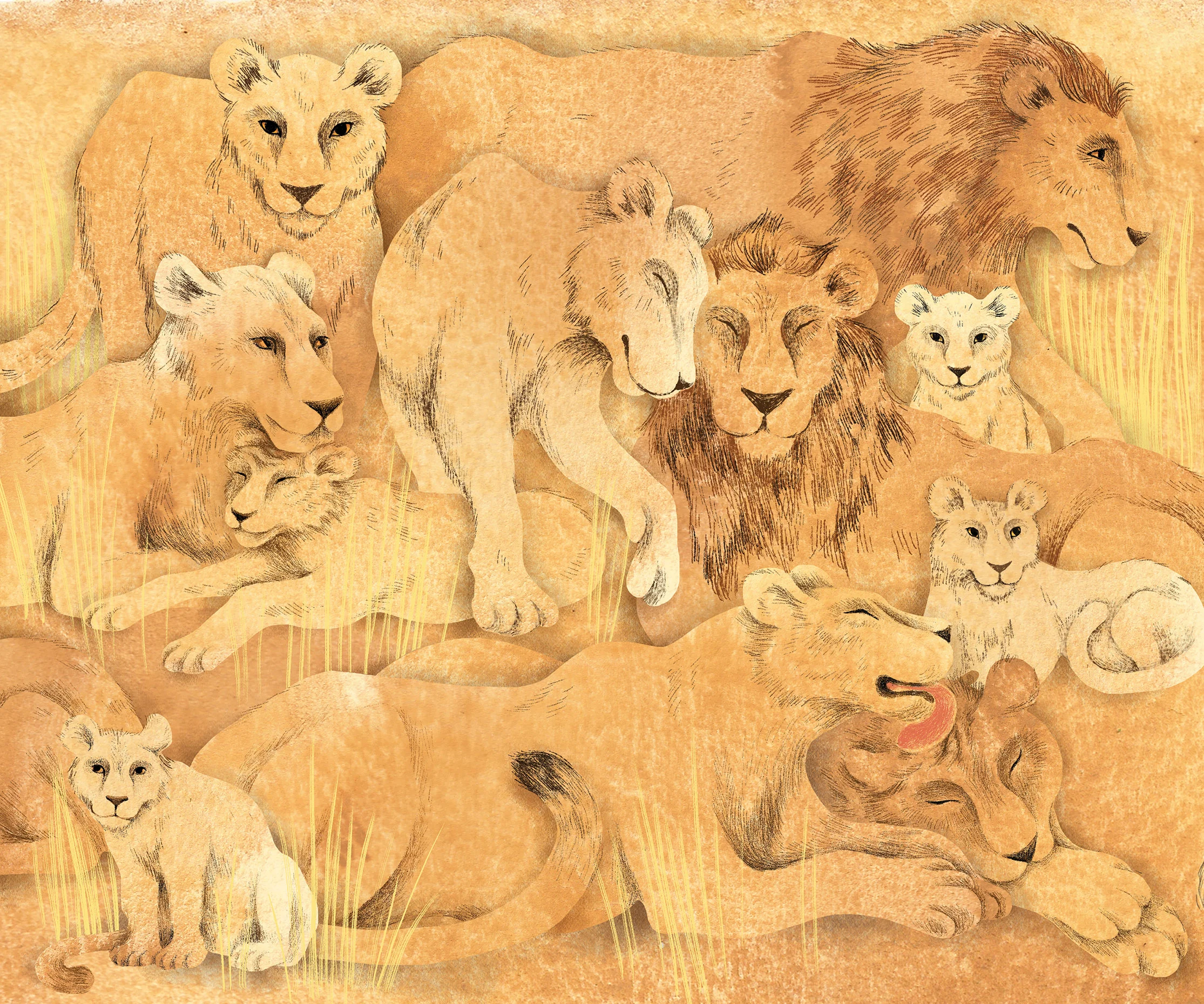 Lions_web.jpg