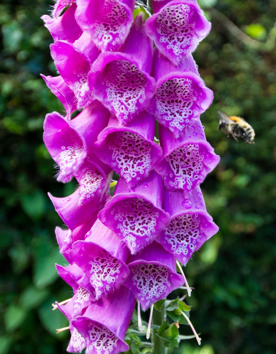 DSC_4781.jpg