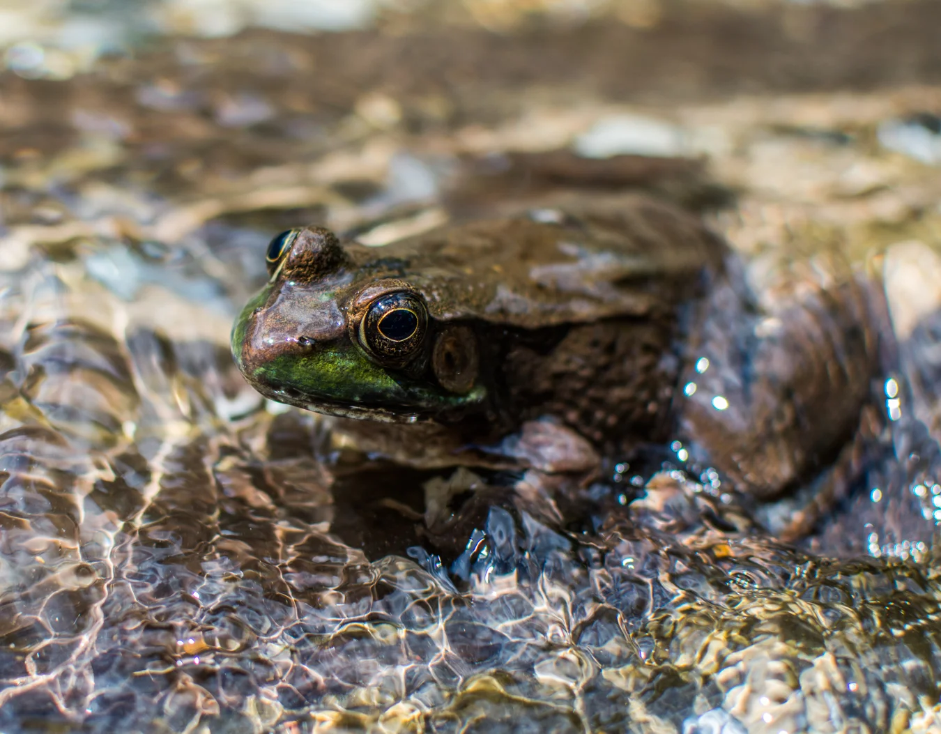 DSC_7458.jpg