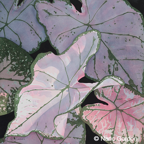 Sun Dappled Caladium , Watercolor, 14" x 14" 2014 Southwestern Watercolor Society, 51st Membership Exhibition 2015 Texas Visual Arts Association, Reflections Exhibition