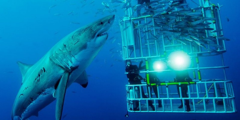 Photo courtesy of Shark Zone South Africa.