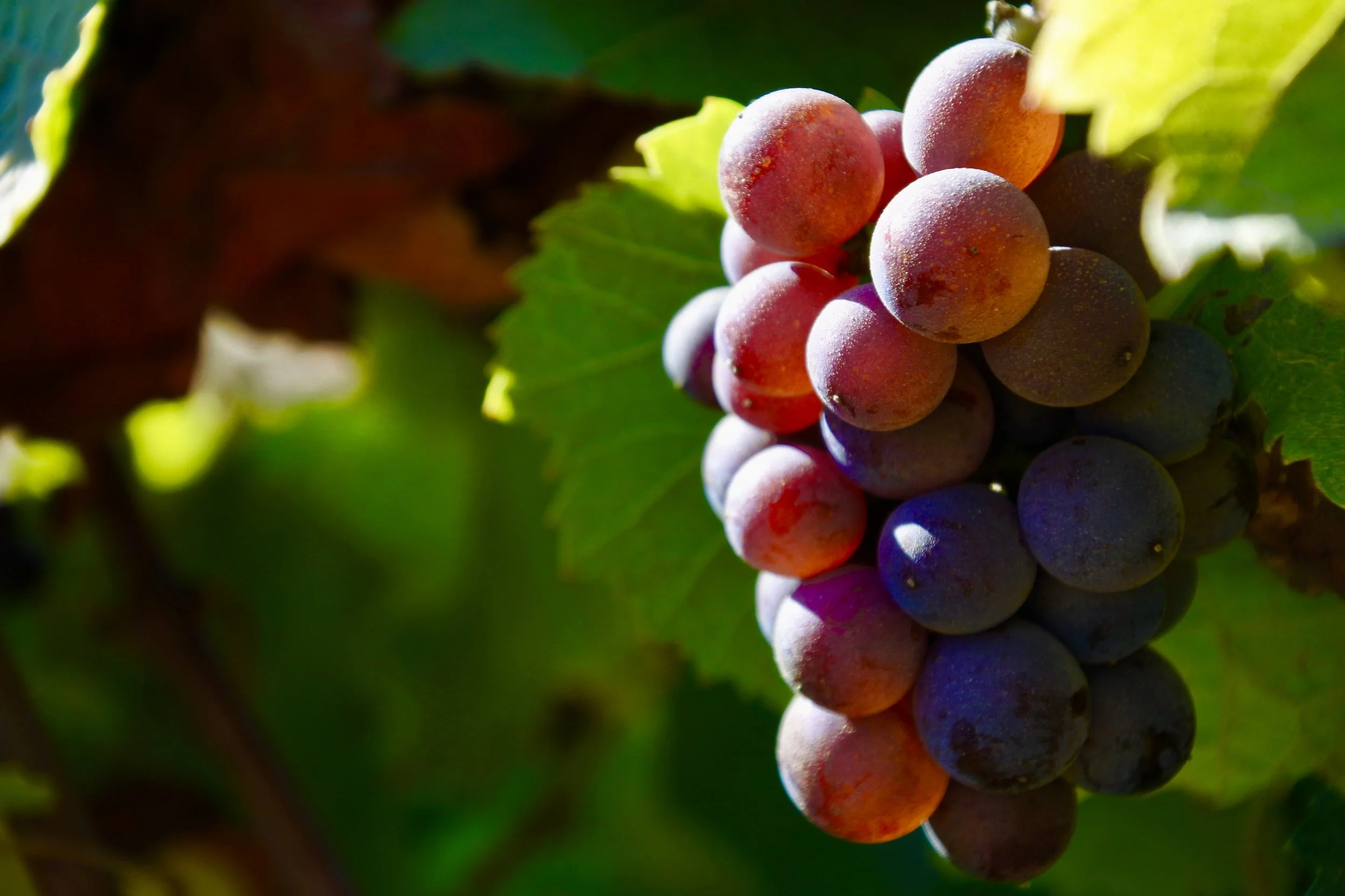 Sippin' on the Low: A Budget Conscious Guide to Wine Tasting in Casablanca, Chile