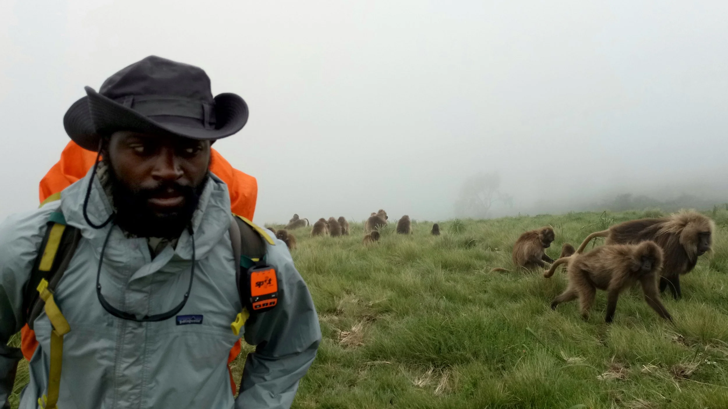 Surrounded by hundreds of Gelaba Baboons on the Simien Mountains