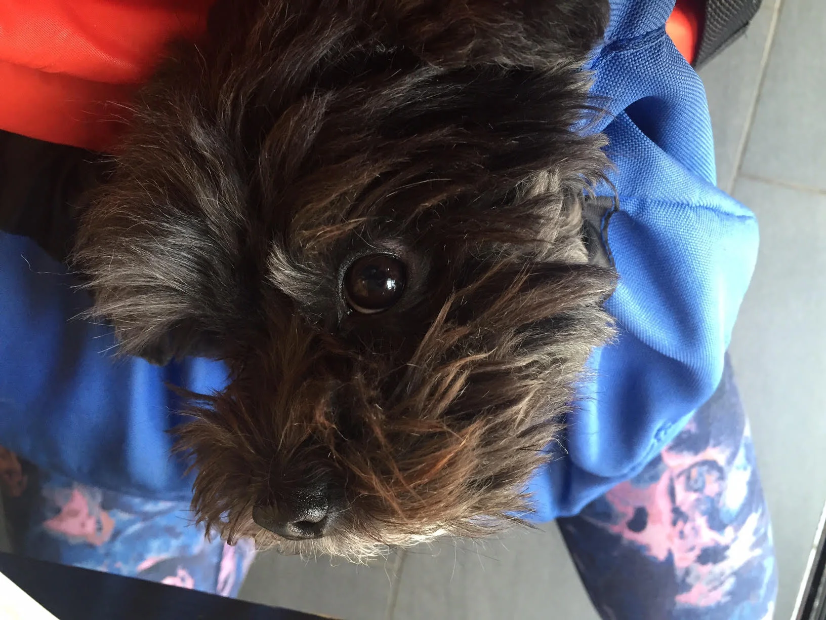 [D3] The ultimate, end-of-the-world packing list for dogs.