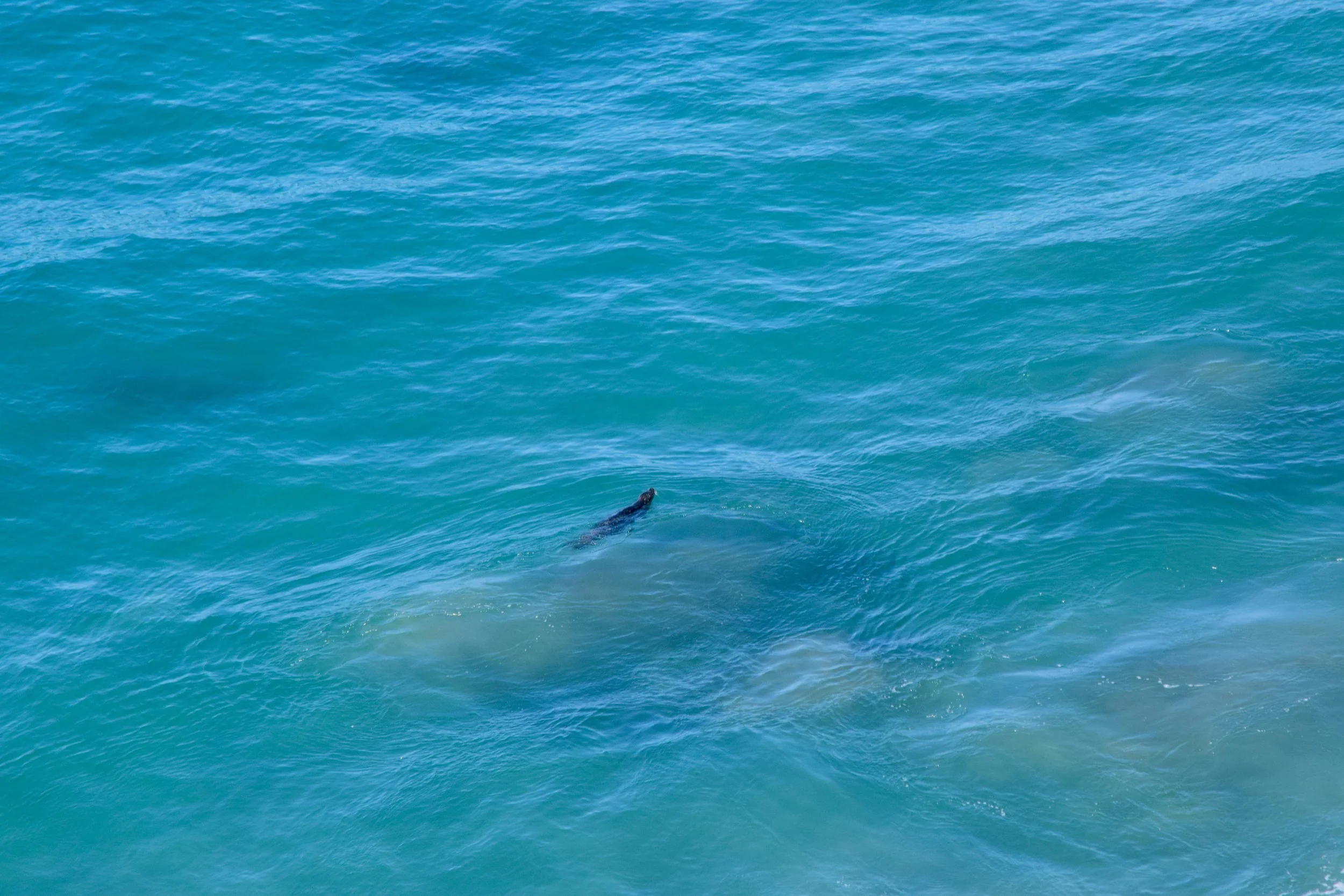 At one pull off I looked down and saw a sea otter! (We were close to the refuge). Otters are Logan's favorite animal so we were super excited!
