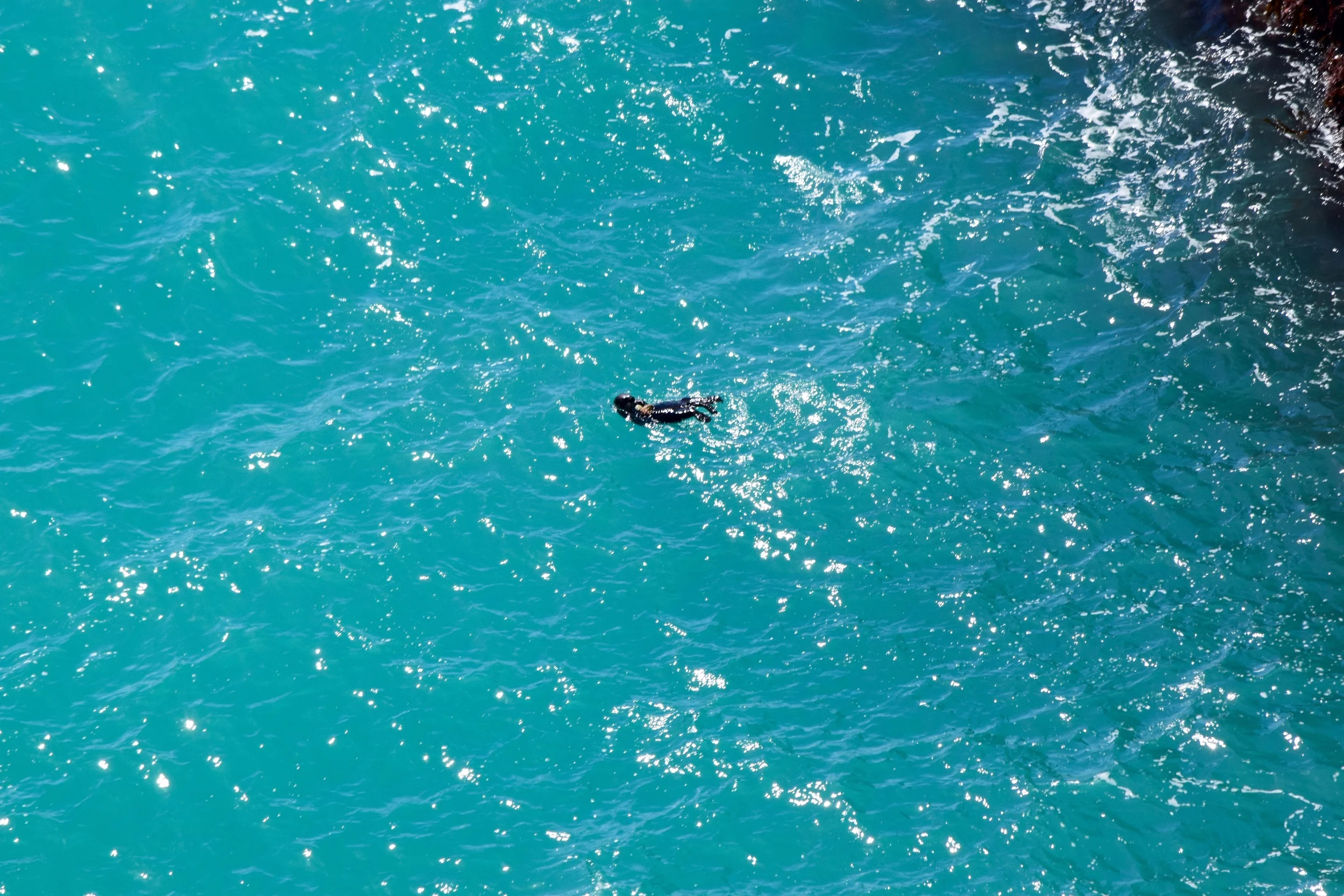 Another sea otter at McWay Falls! This time, holding something in its cute little paws.