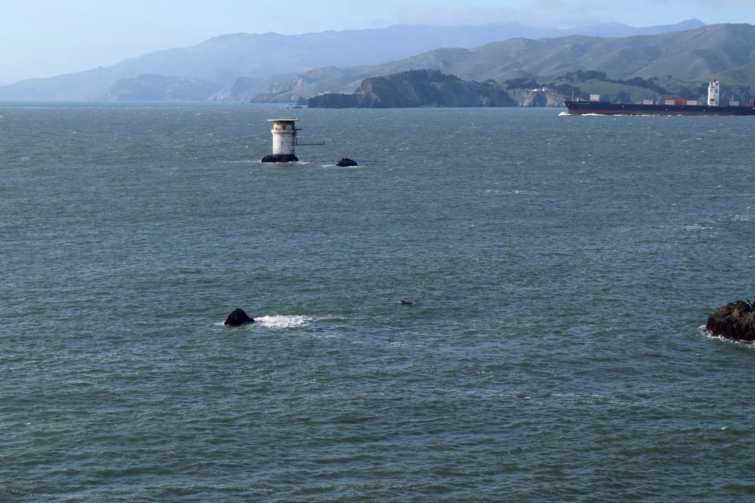 Dolphins! 
