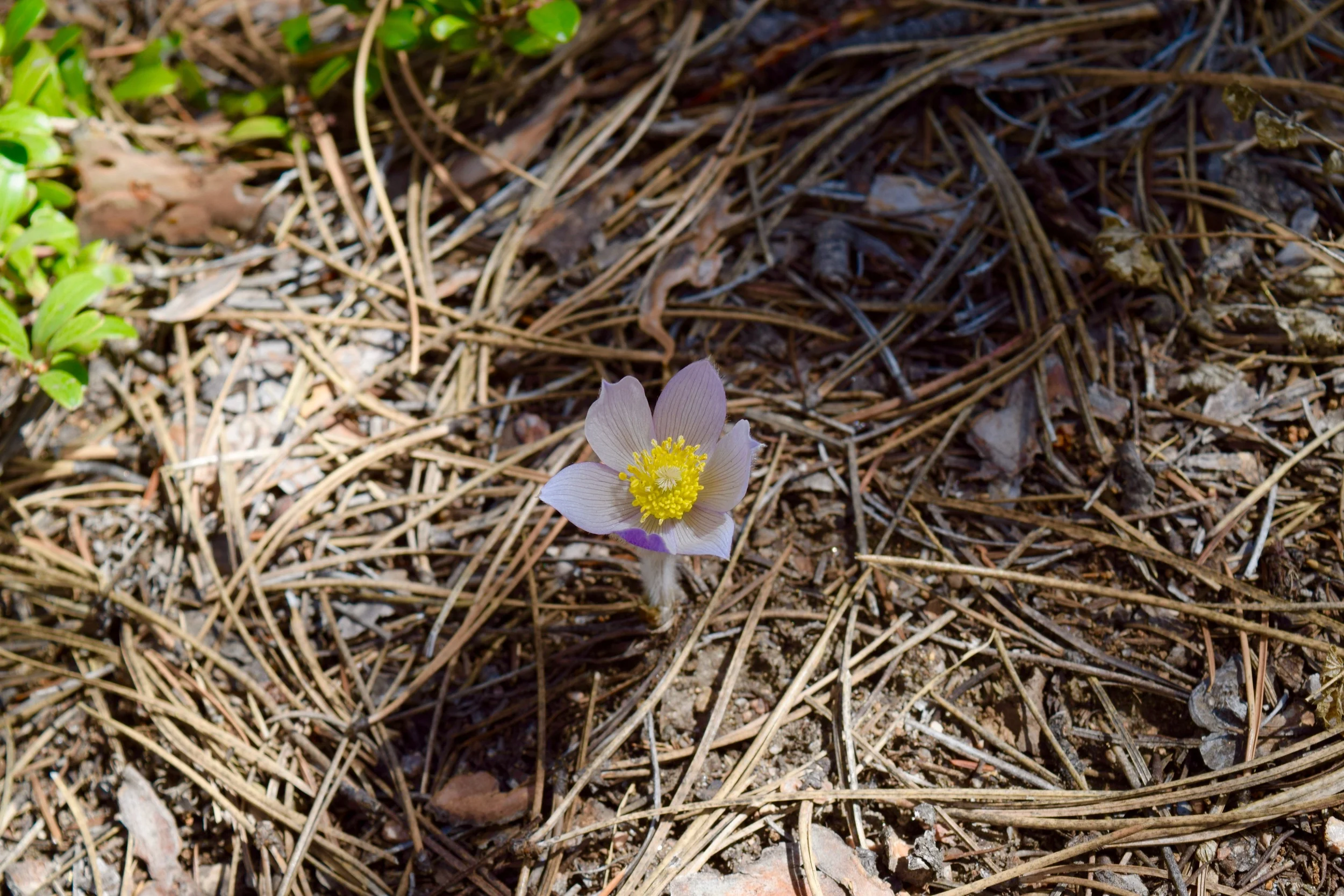 These beautiful pasque flowers were blooming everywhere! There were a bunch at our campsite and all over the trail