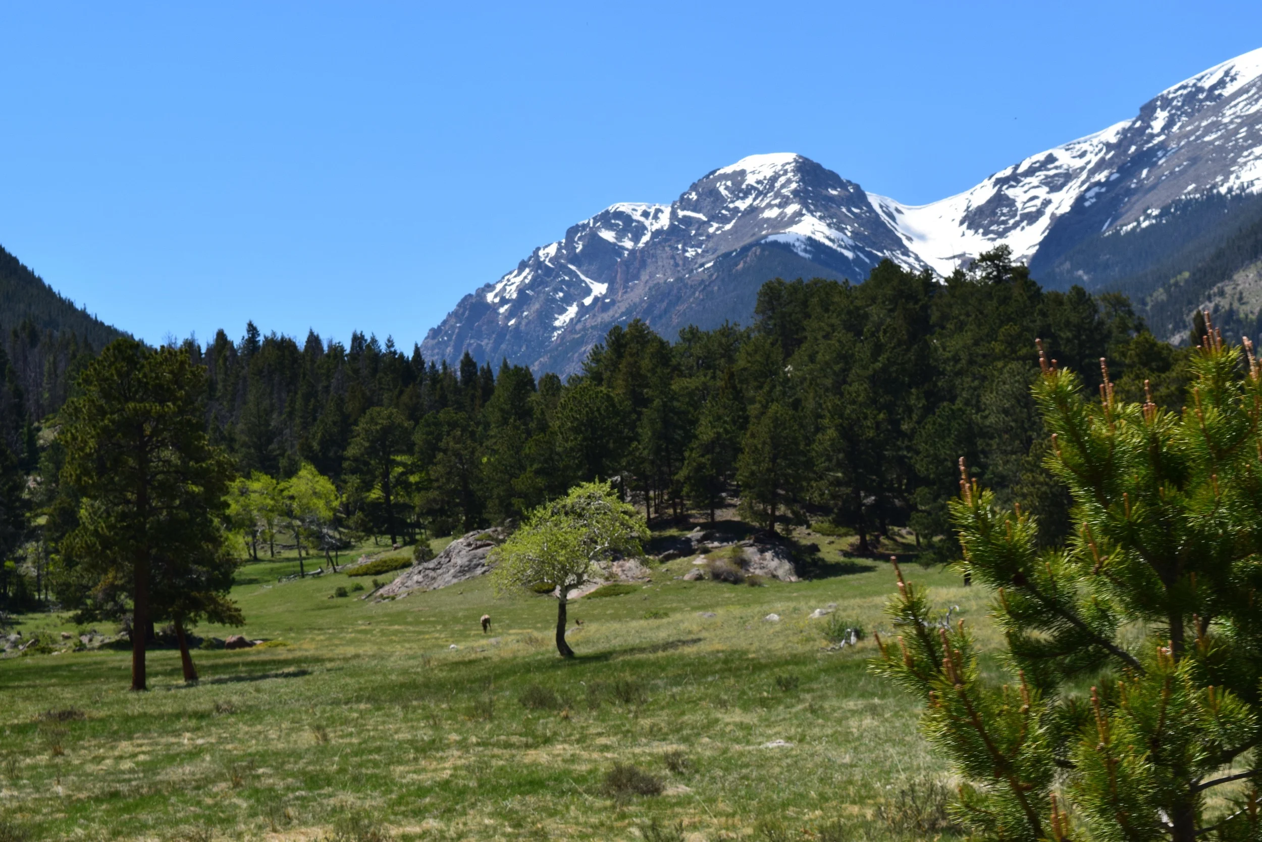 Always forgetting my zoom lens when I really need it - but the small speck to the right of that tree is a elk calf! If you can't see it, just admire those mountains in the background.