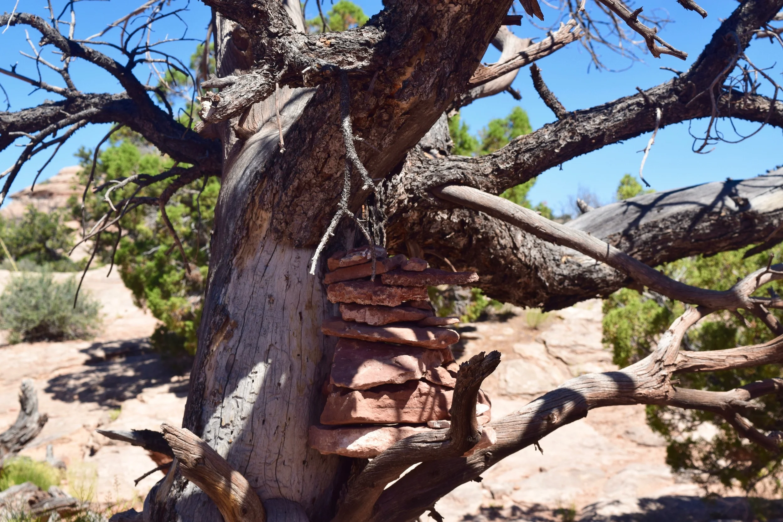 Cairn in a tree, because why not. 