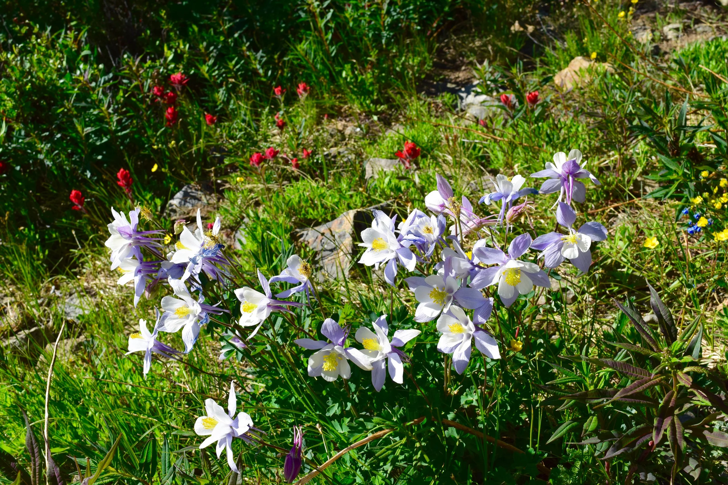 The Columbine - state flower!