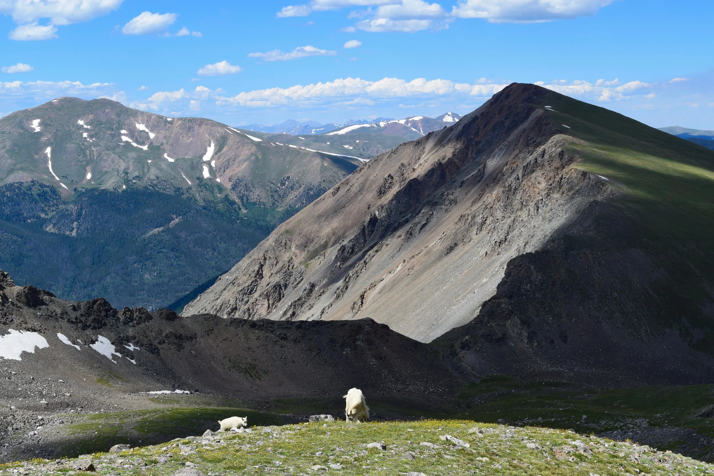 Momma mountain goat with her baby