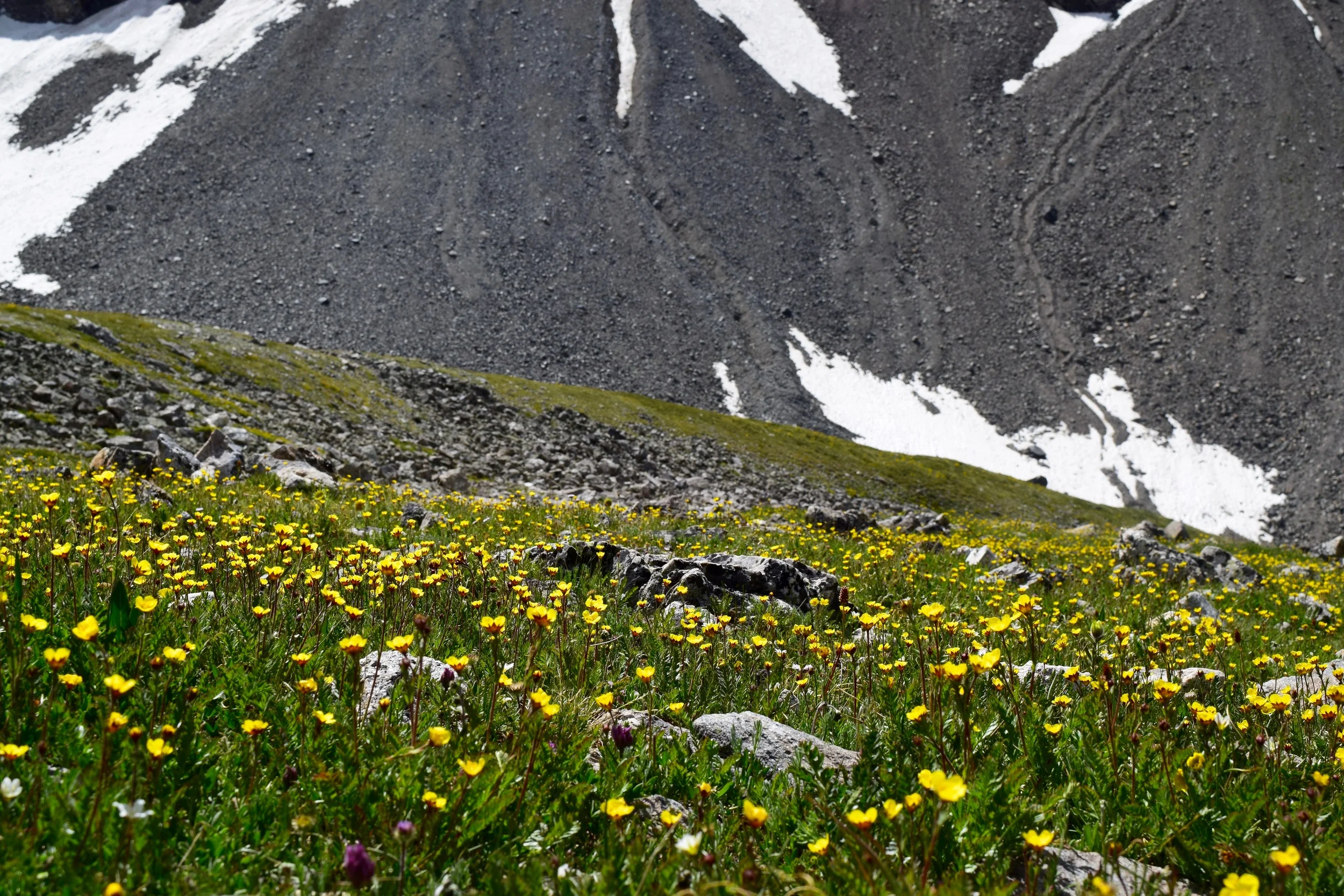 Absolutely obsessed with these wildflowers, they made me think of my momma