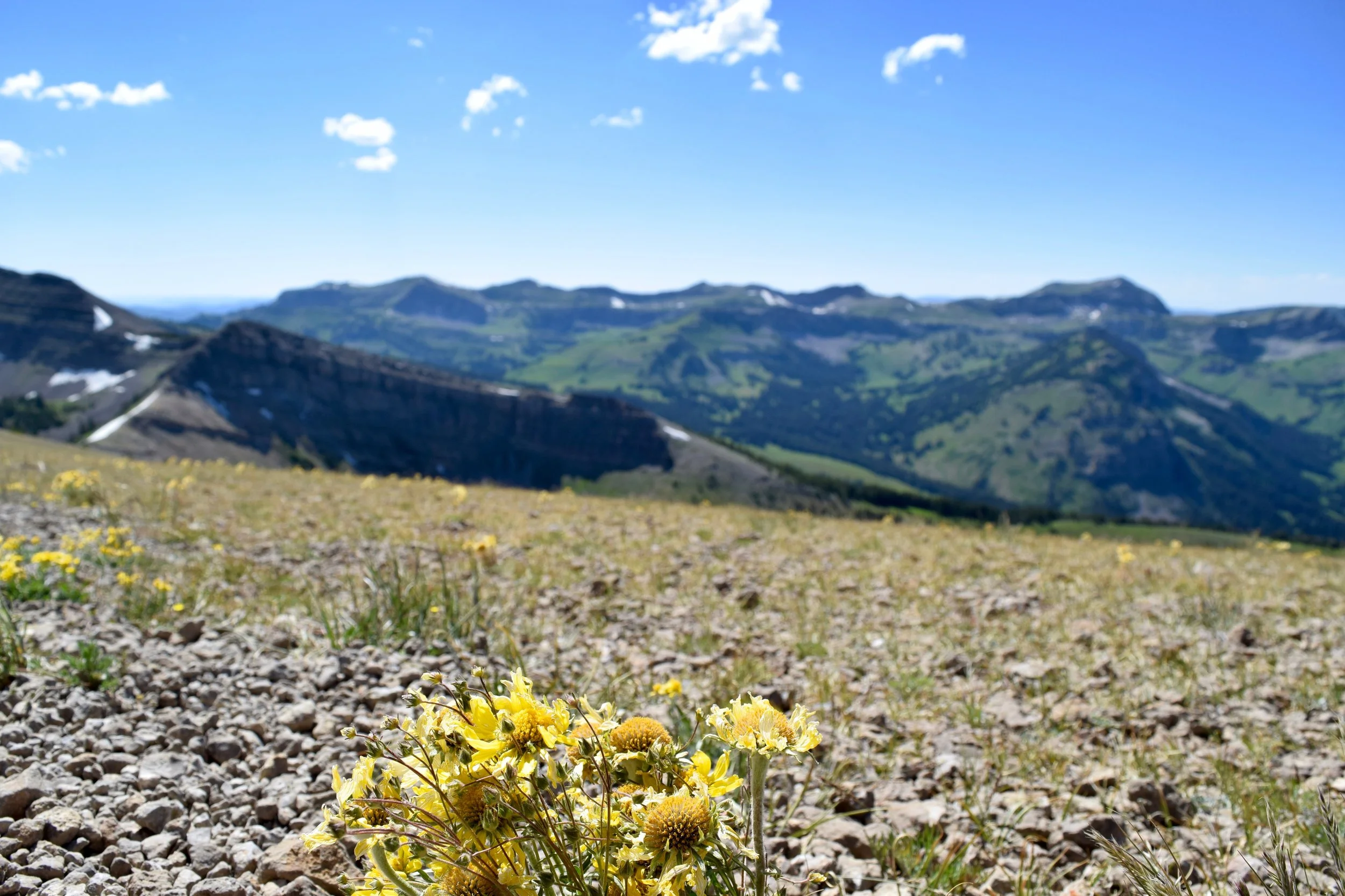 I think in a past life I was an alpine wildflower. 