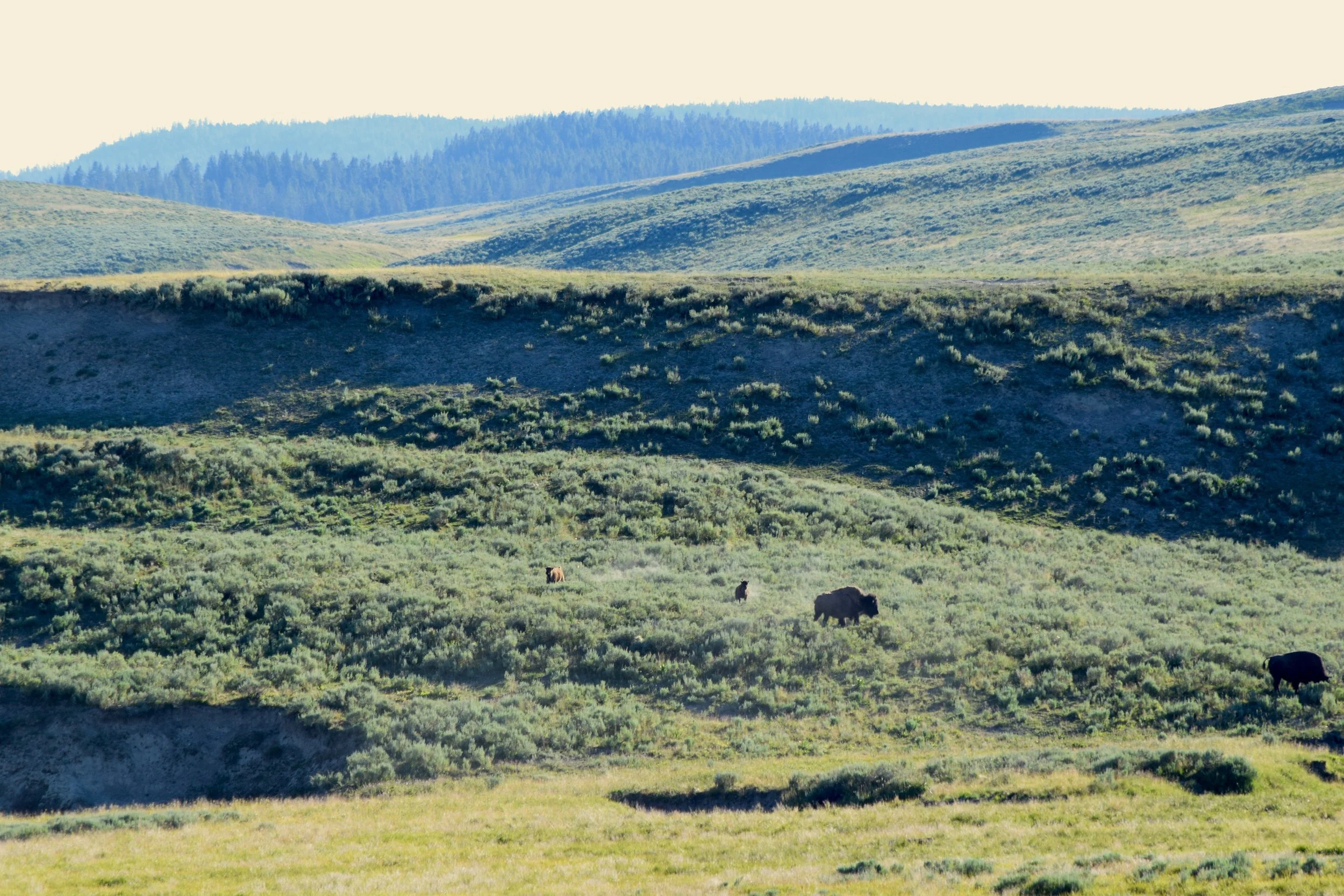 The two baby bison in the middle there were running around chasing each other - just playing the entire time we watched them.