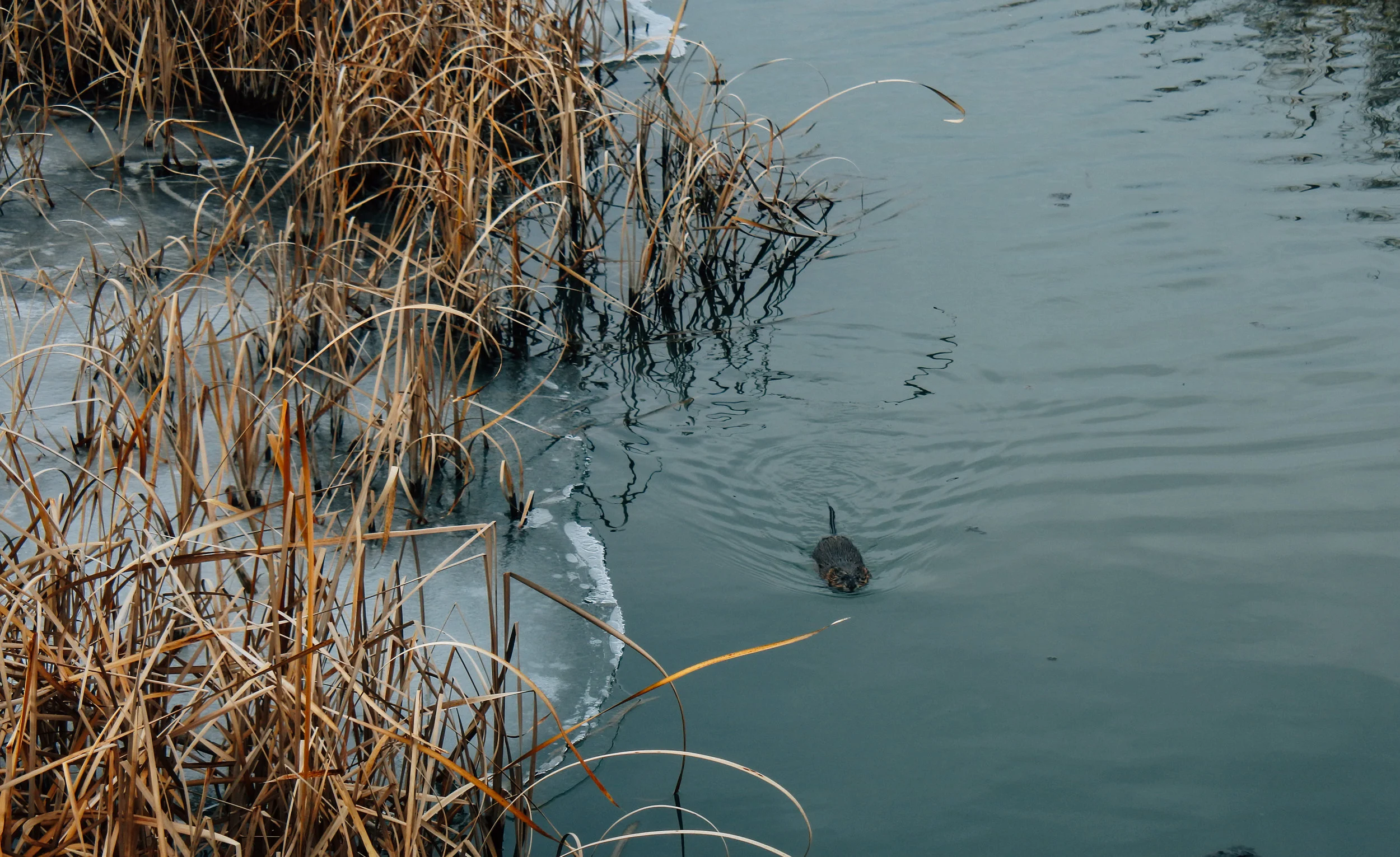 While crossing the bridge we found a baby beaver hanging out! 