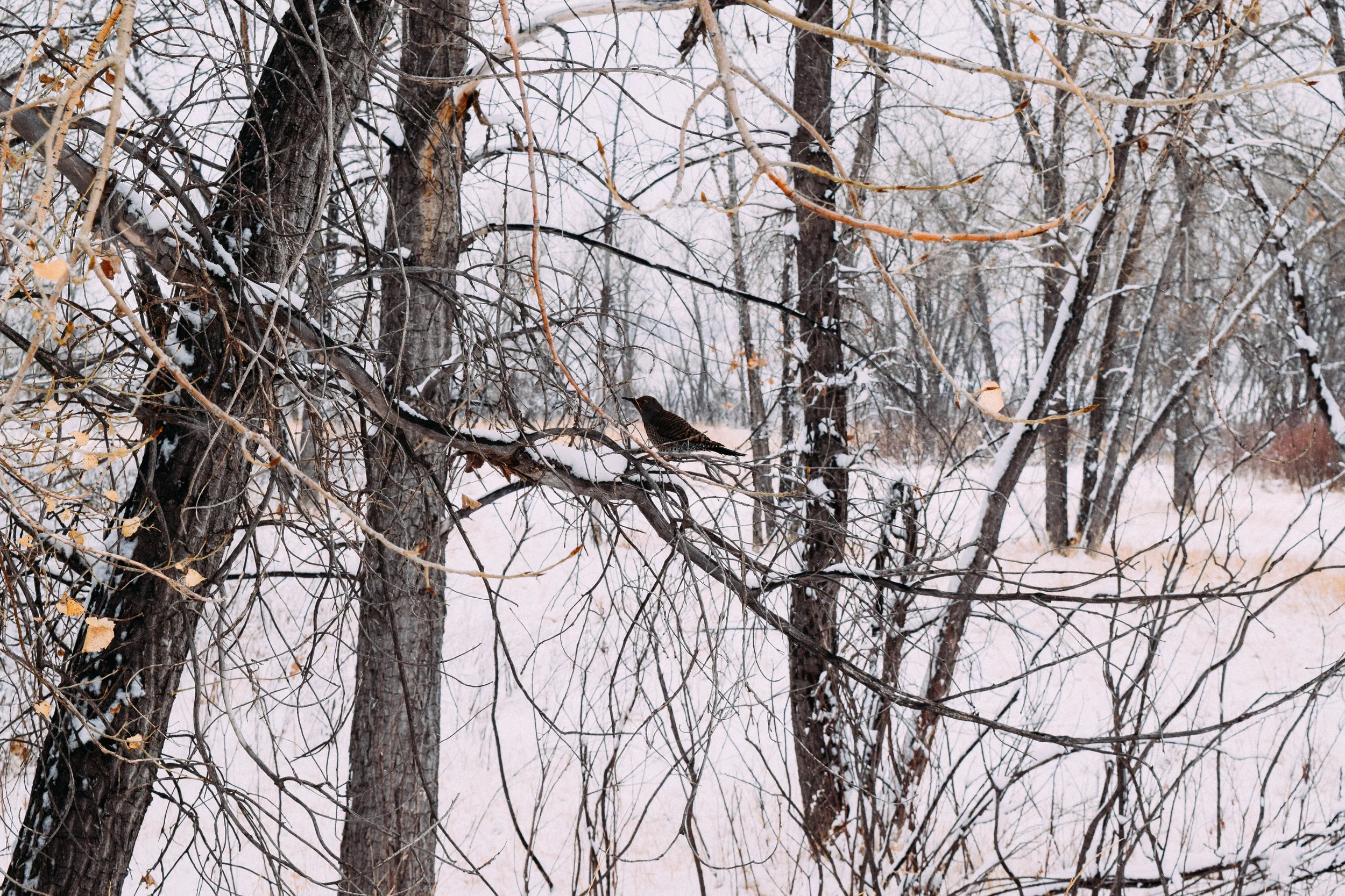I talked to this little birdy for a little bit longer than what is probably considered sane - I was just so worried about him and wanted to make sure he was staying warm!