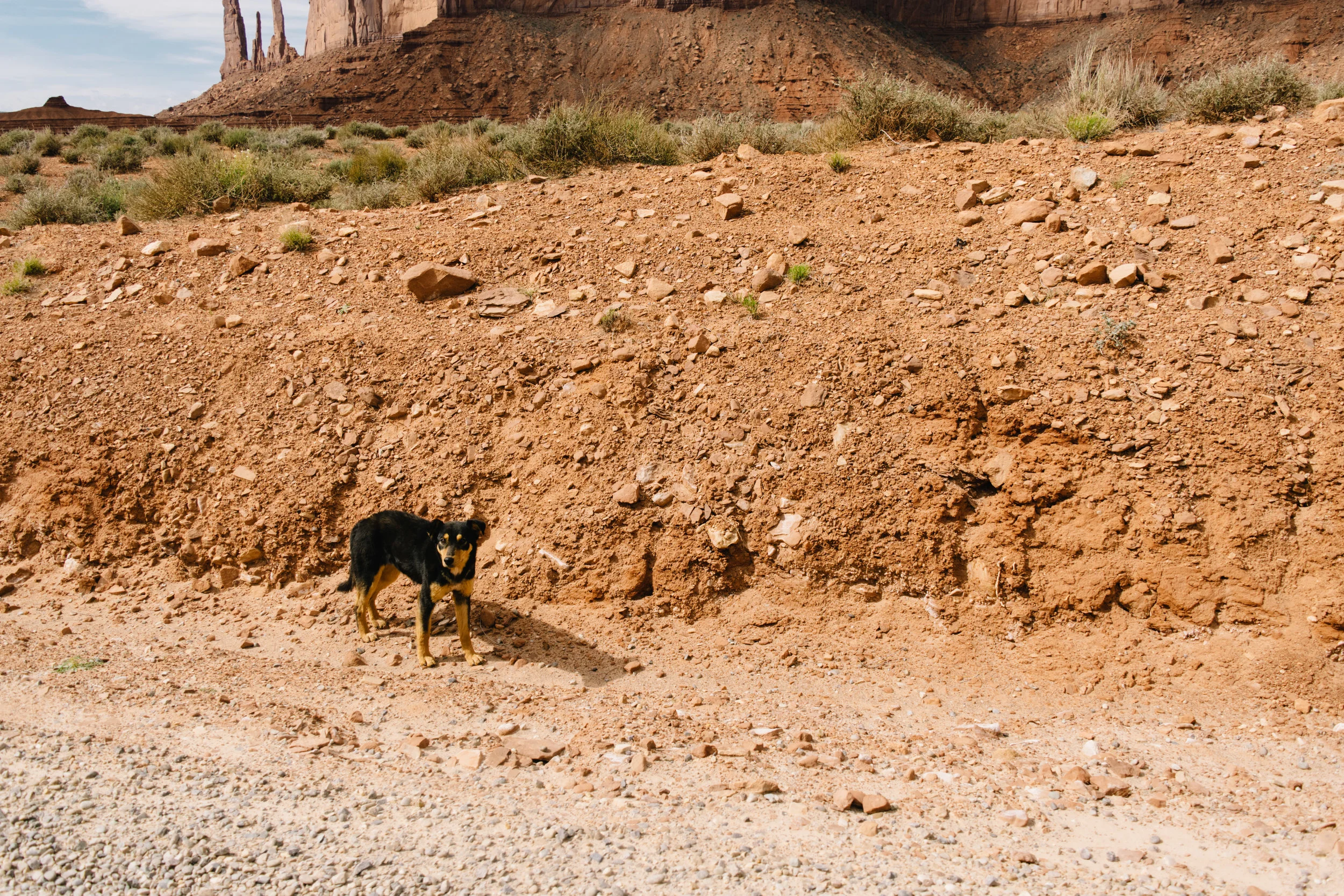 Not only did we see almost-wild horses on our hike , but we passed almost-wild dogs on the road (one also ran by our tent during sunrise)