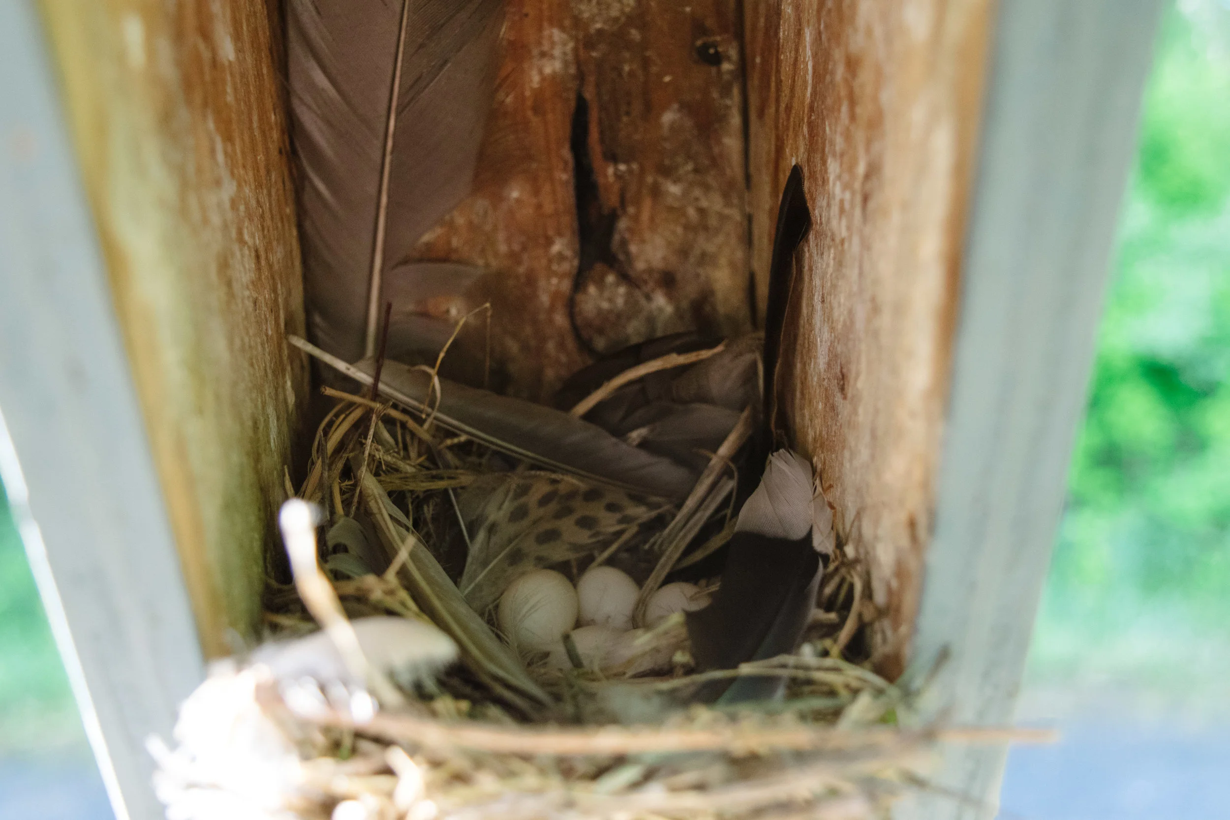 Tree Swallow nest