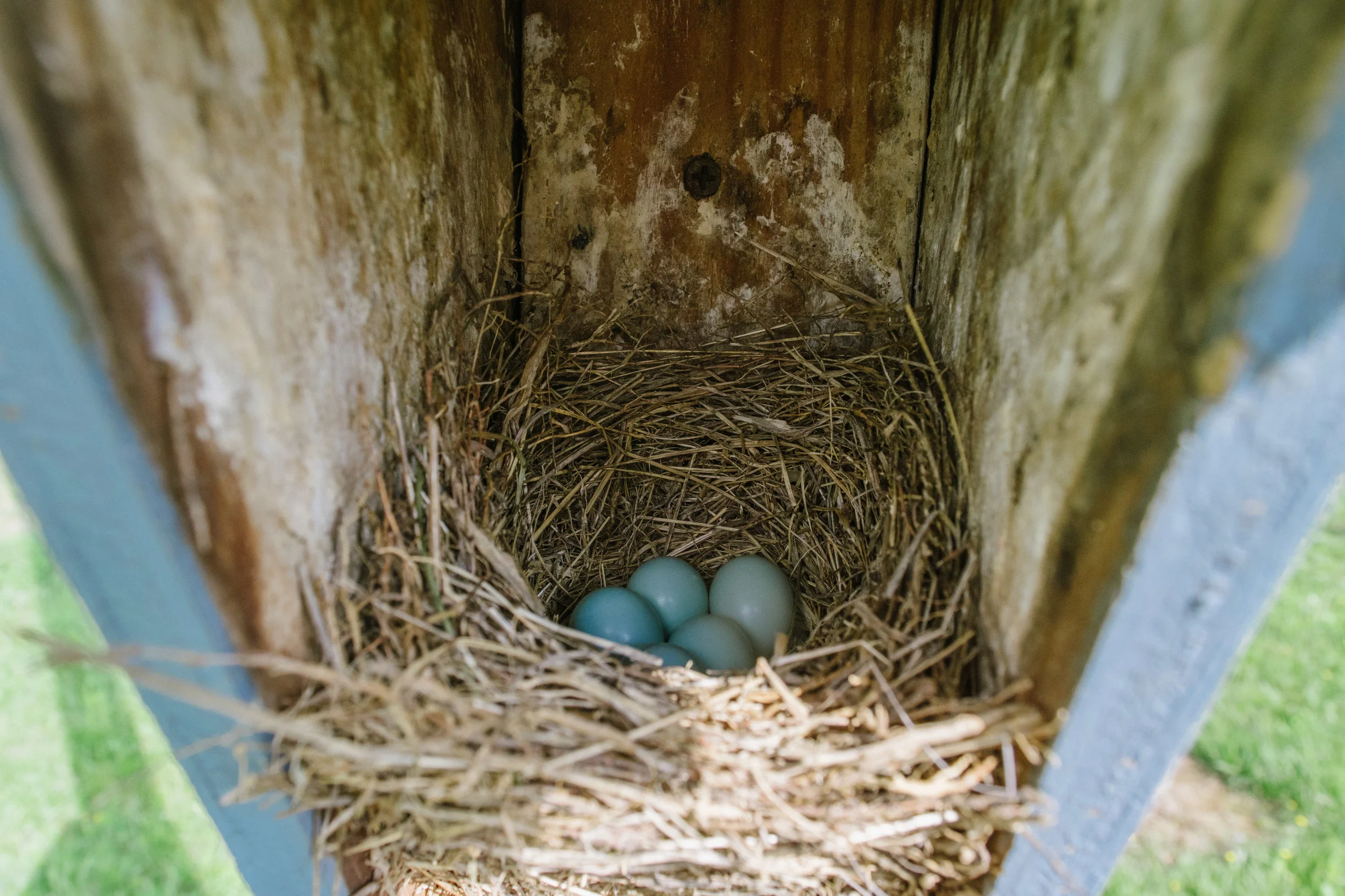 Five bluebird eggs (the color is a bit distorted because it was totally in shadow, but they are a BRILLIANT blue color in real life). 