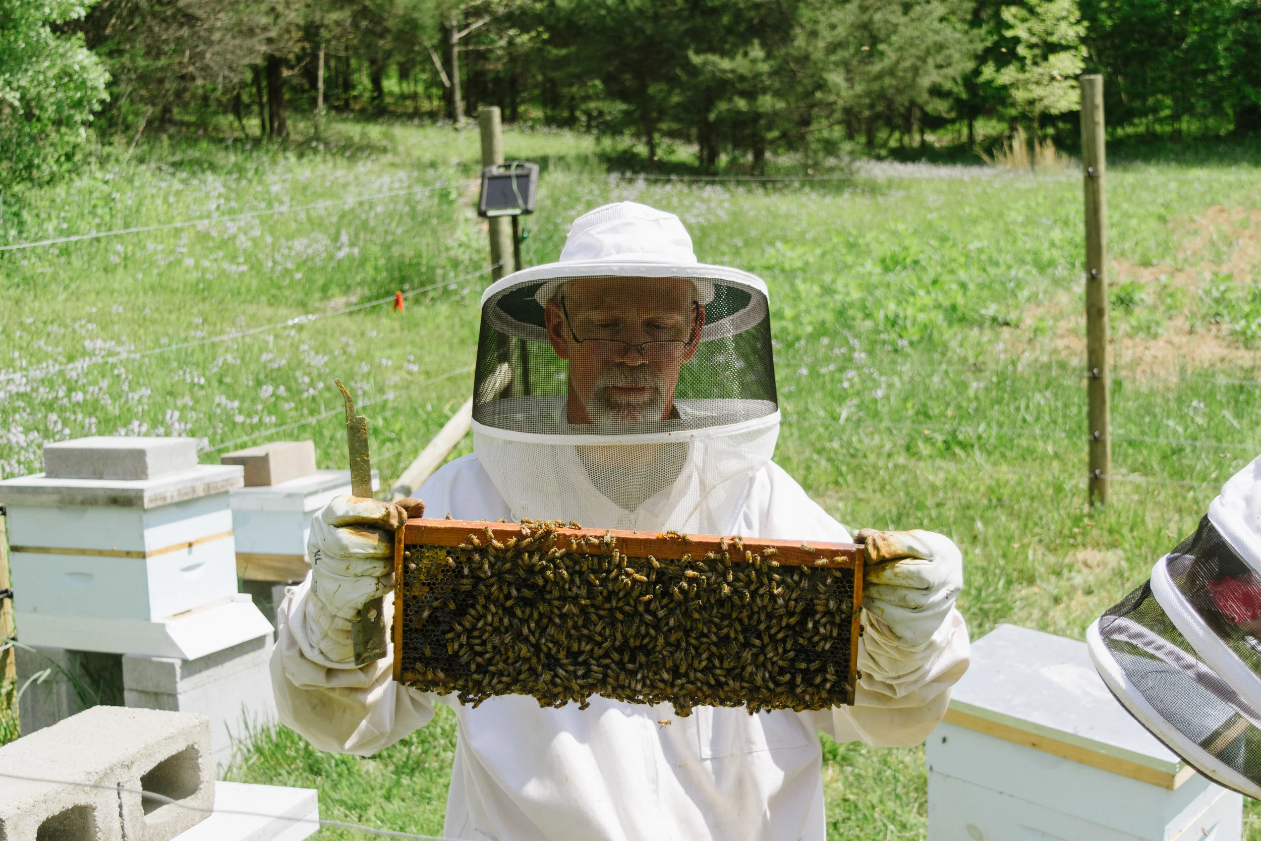 STILL NO QUEEN, but this frame gives you a better look at just how many bees were in this particular hive. The tool in my dad's hand is used to loosen the frames from the box - everything is pretty sticky inside a beehive!