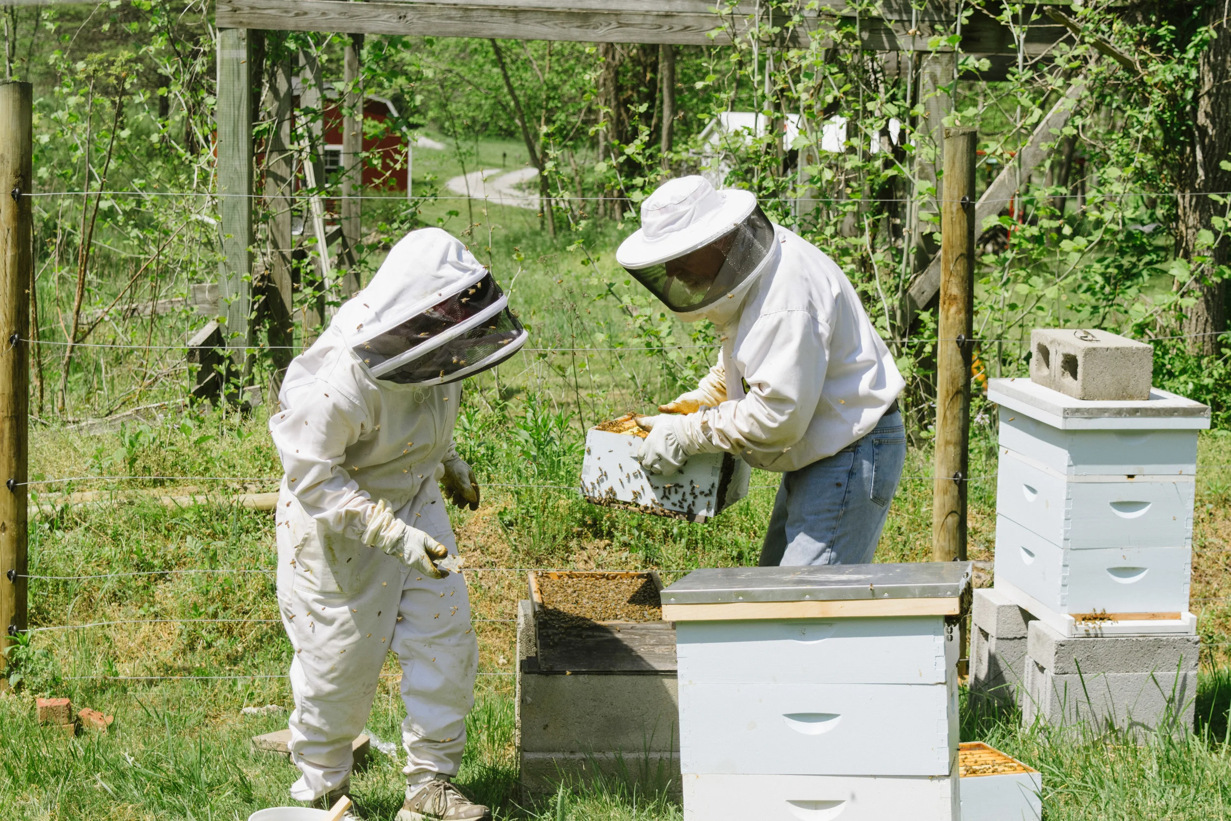 Moving the entire box to the new hive location. We were nervous the queen was going to fall off because she was on the very bottom of the bottom box! This picture also gives you a sense of how many bees are flying around- just look at my mom!
