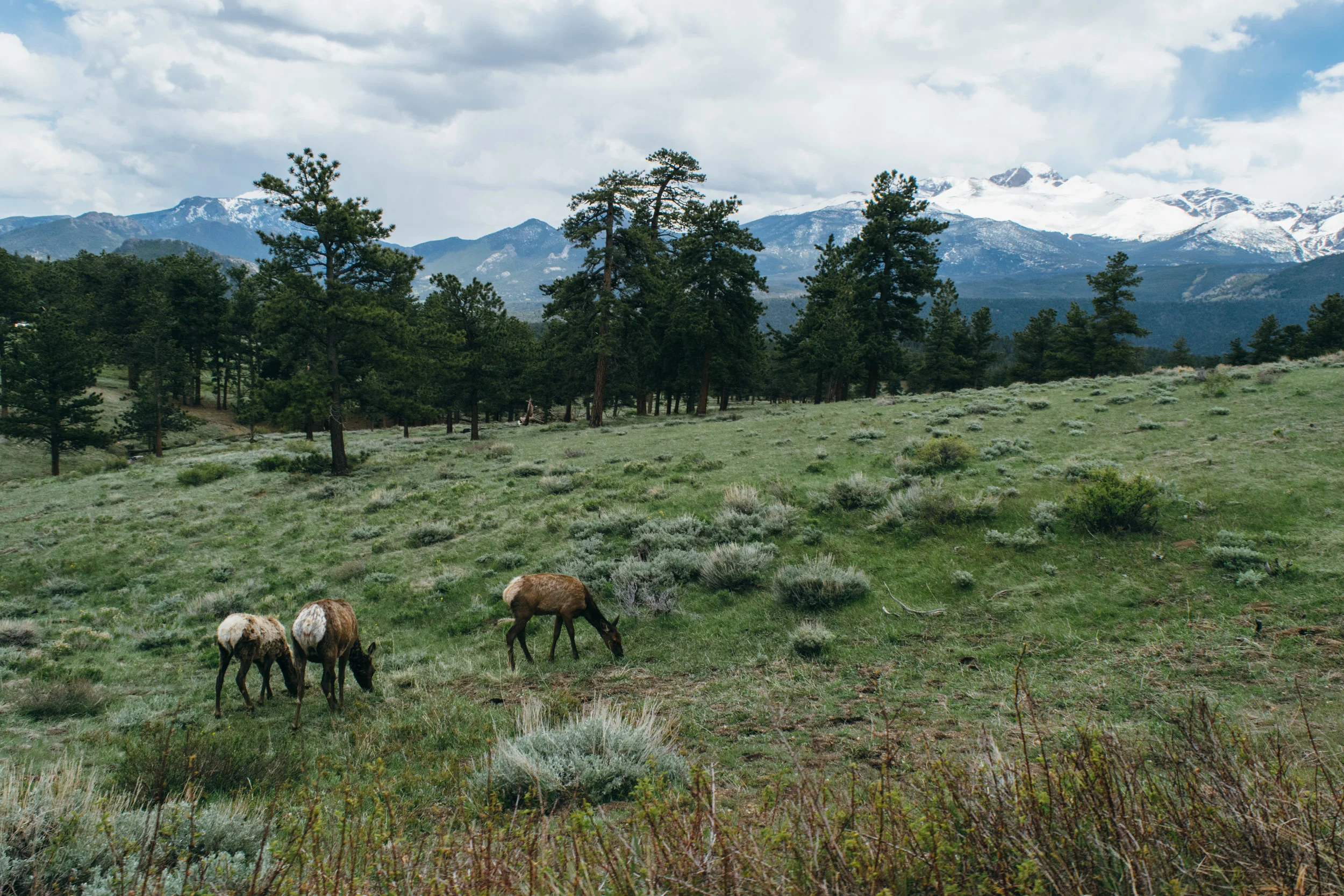It's spring, which means the elk are EVERYWHERE in Rocky Mountain right now. 