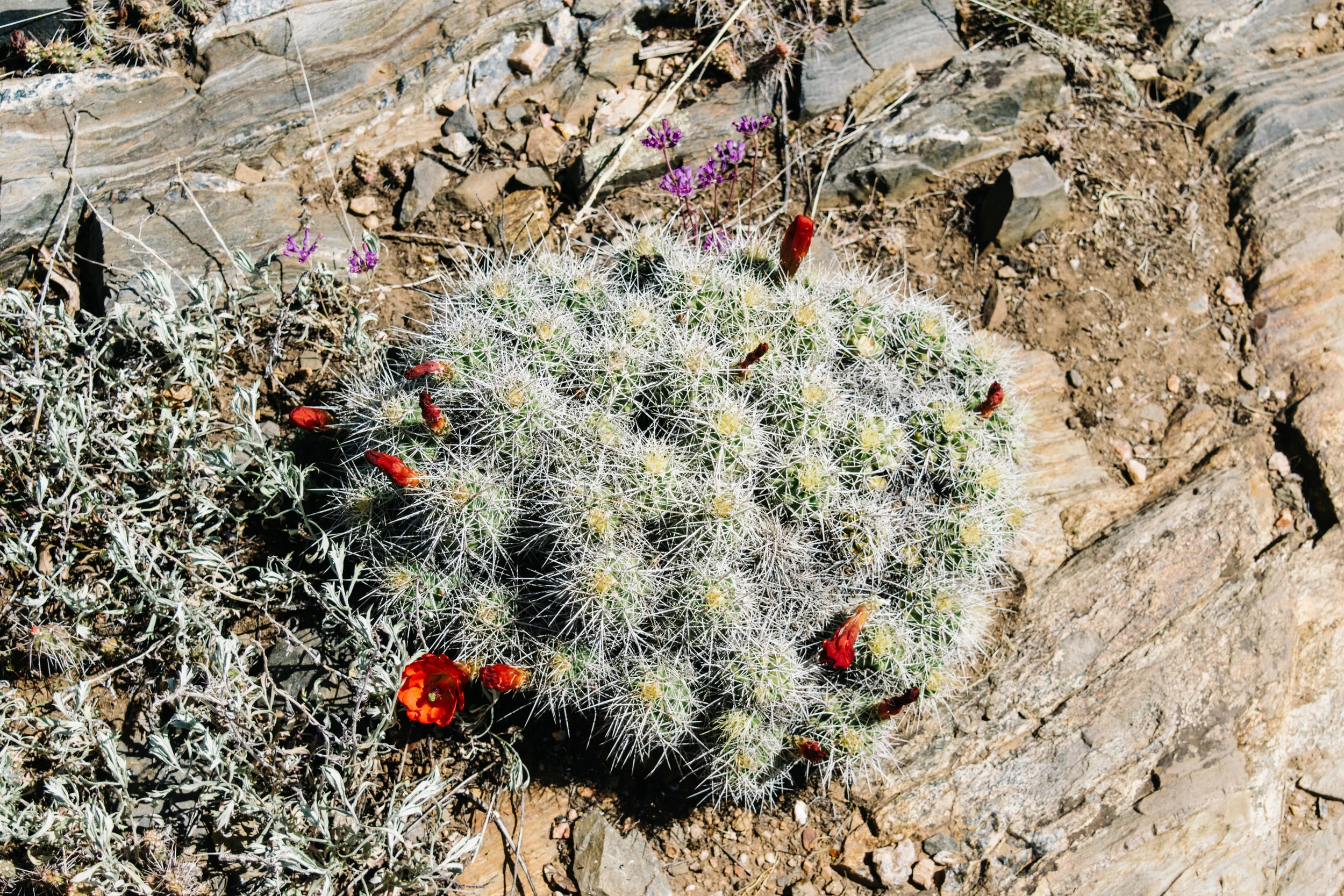 Bonus: here's the state cactus of Colorado! The Claret Cup Cactus was named state cactus in March of this year.