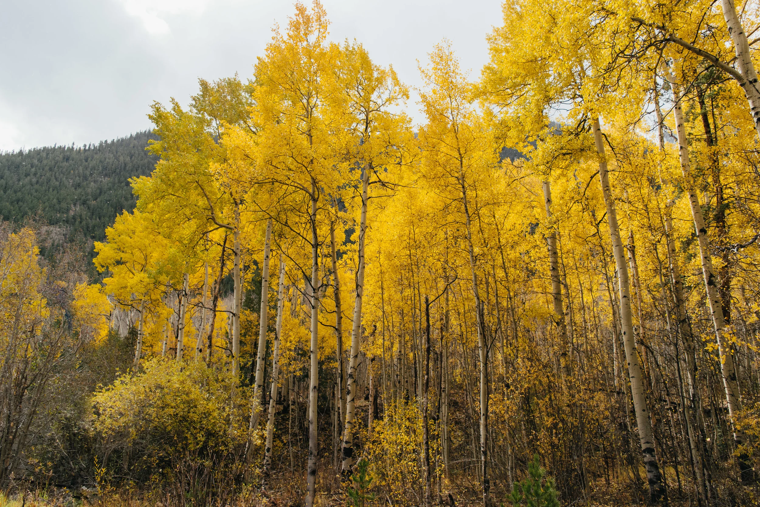 aspen-81.jpg