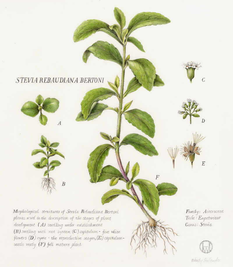 Photo from http://sweetgreenfields.com/our-story/about-stevia/