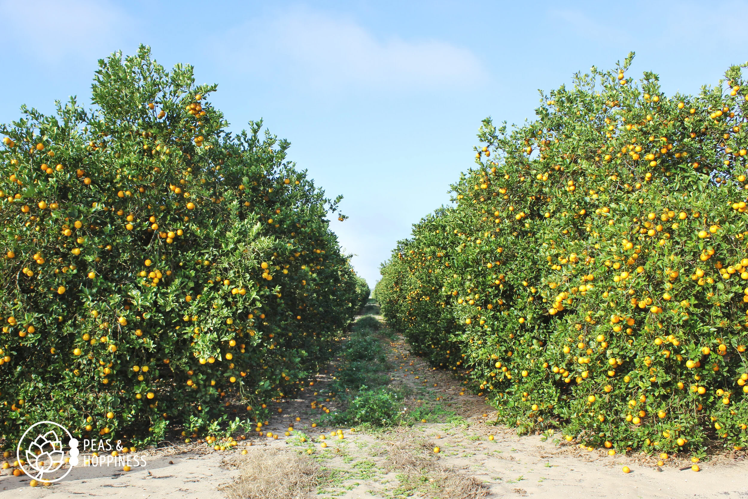 How Oranges are Grown Behind the Scenes of an Florida Orange Grove