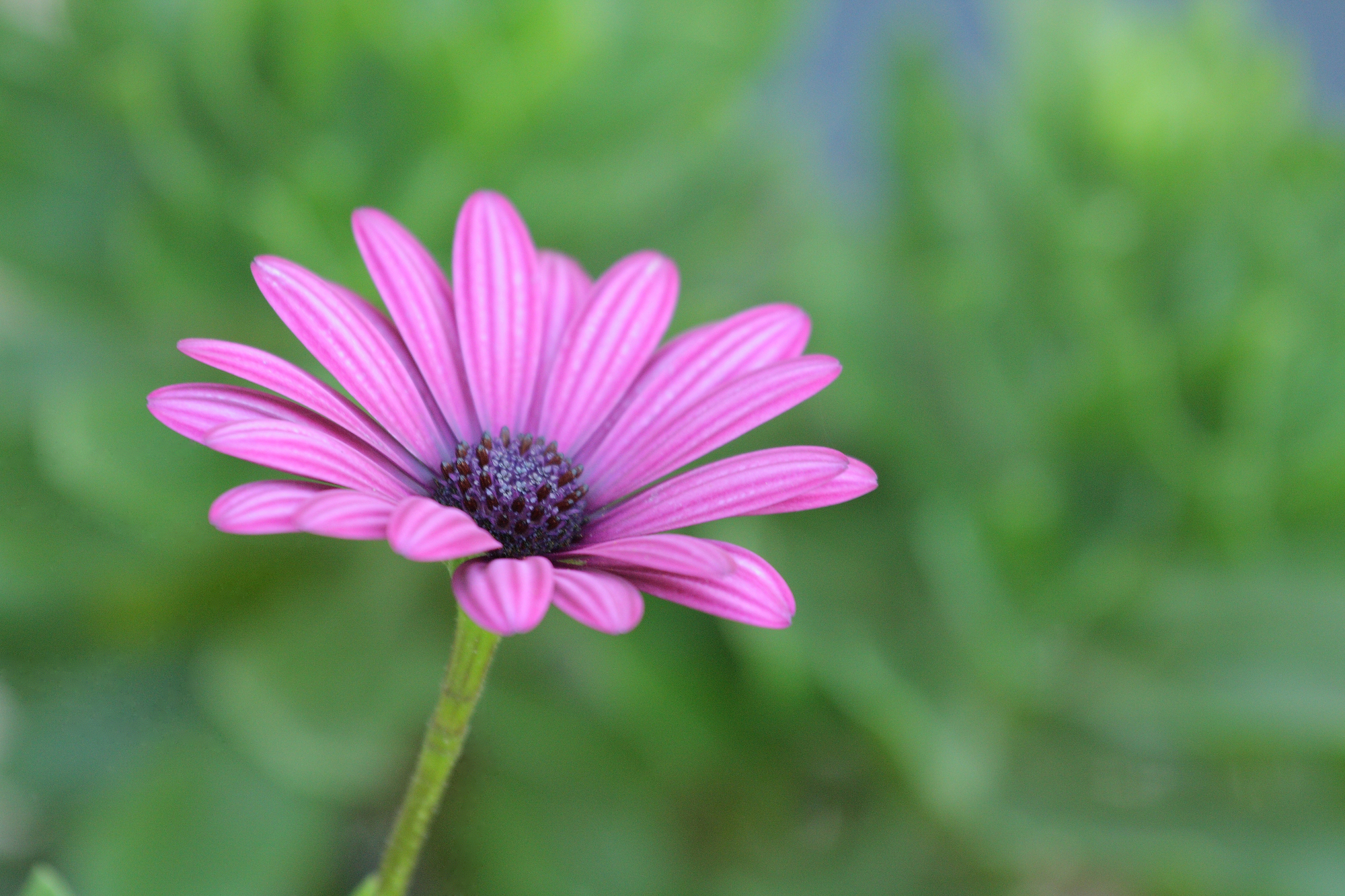 daisypurchased.jpg