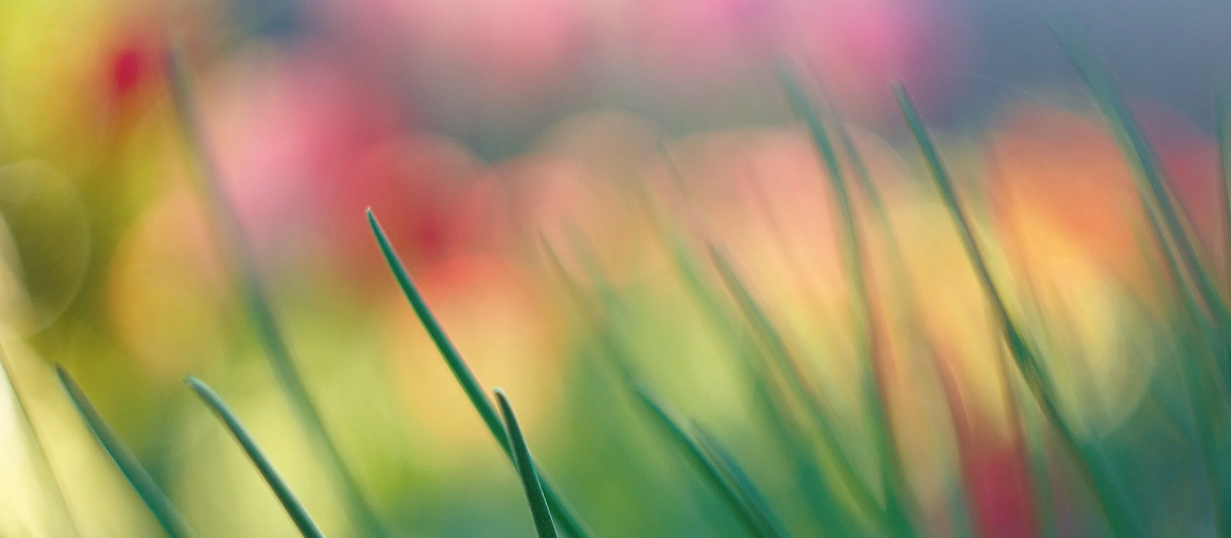 cropped multi.jpg