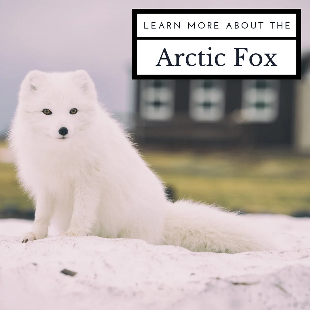 Learn More About the Arctic Fox