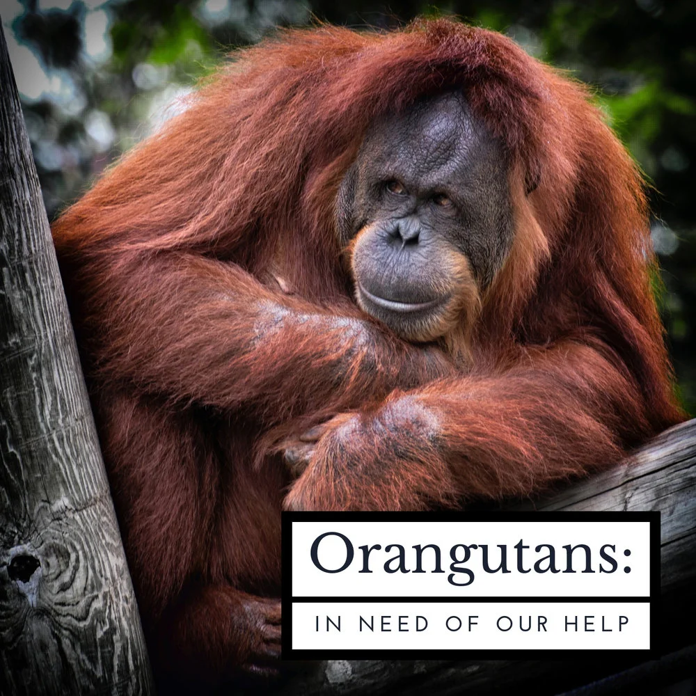 Orangutans: In Need of Our Help
