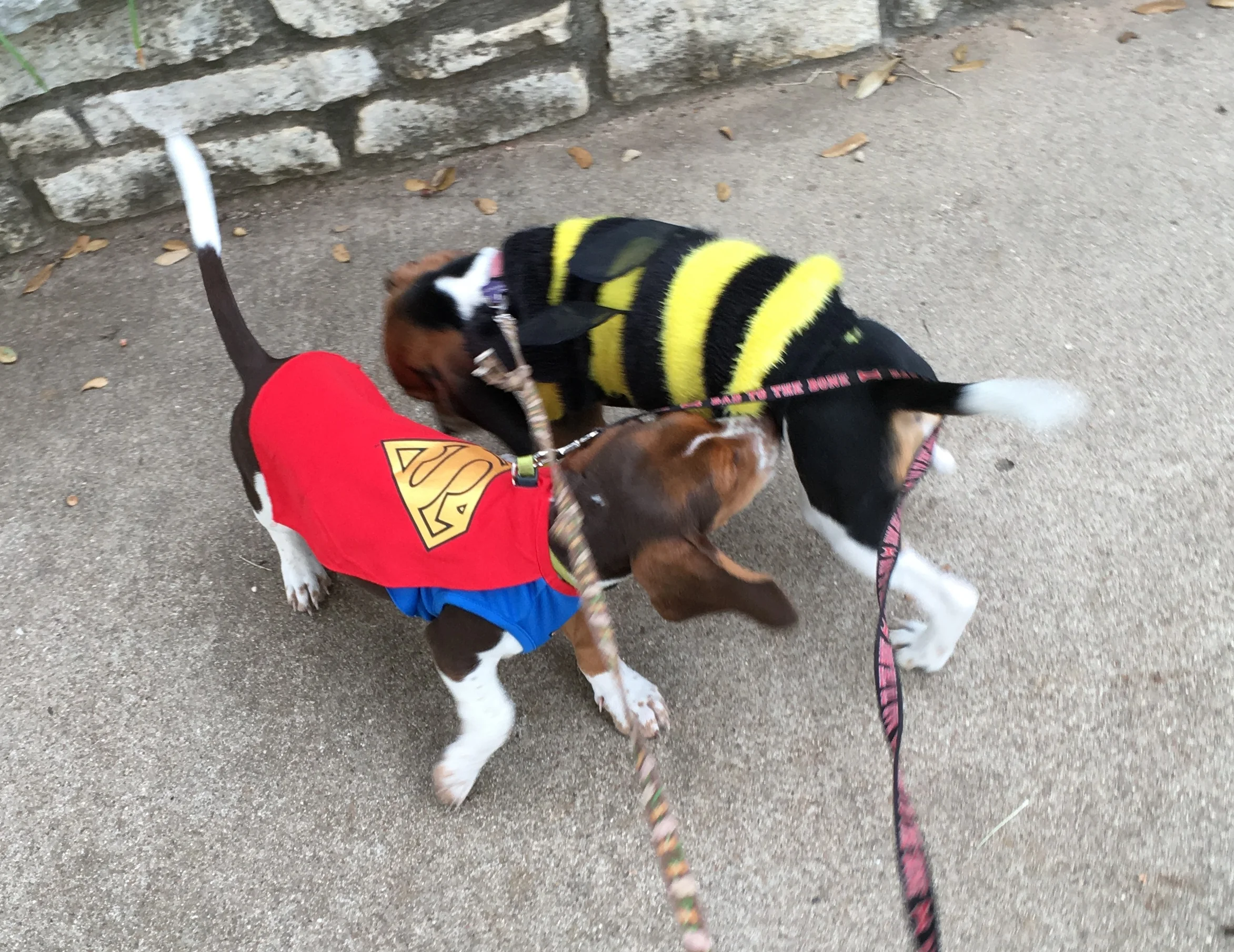 Molly and Clark Oct 2015