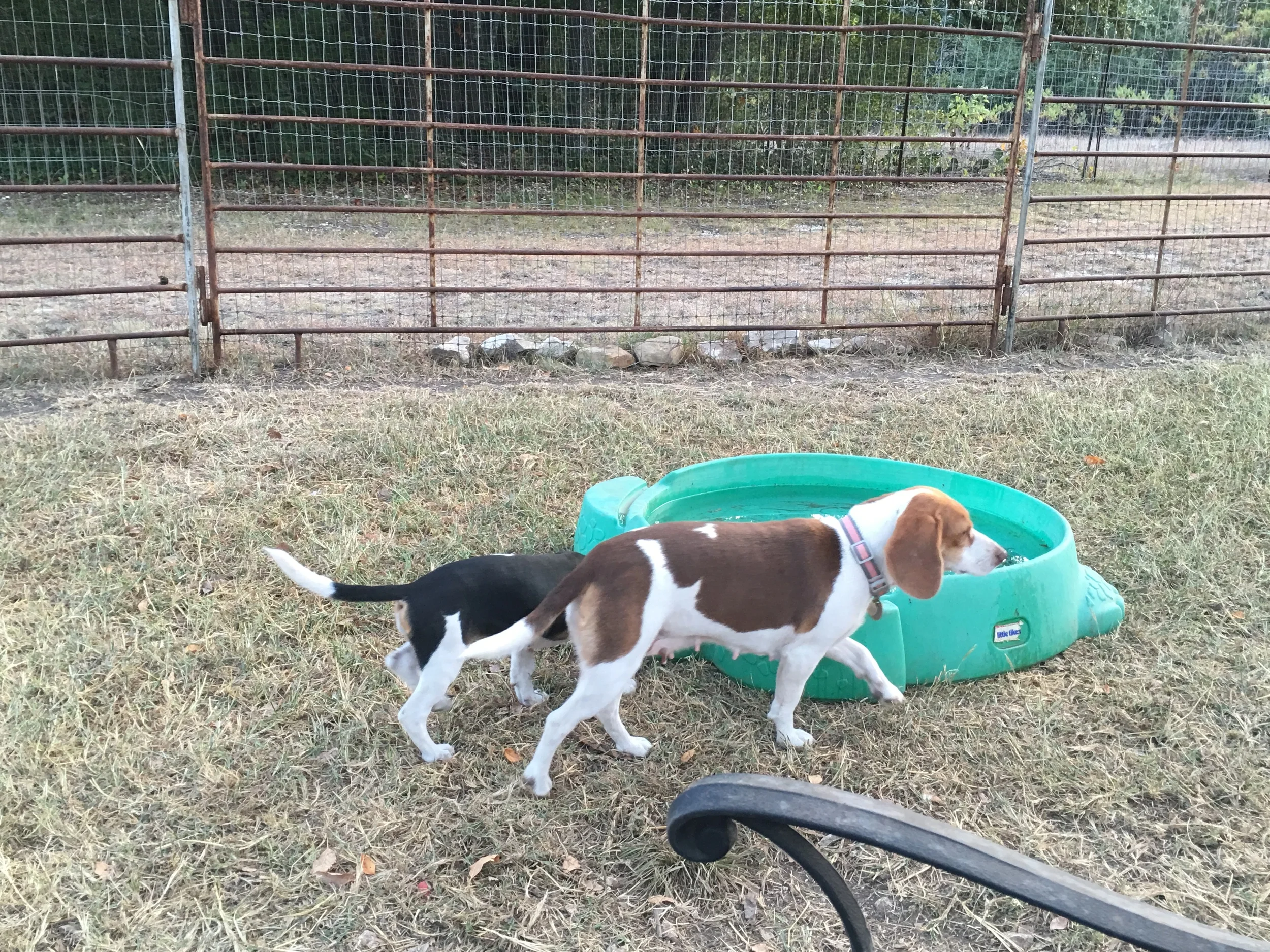 Lulu and Molly Oct 2015