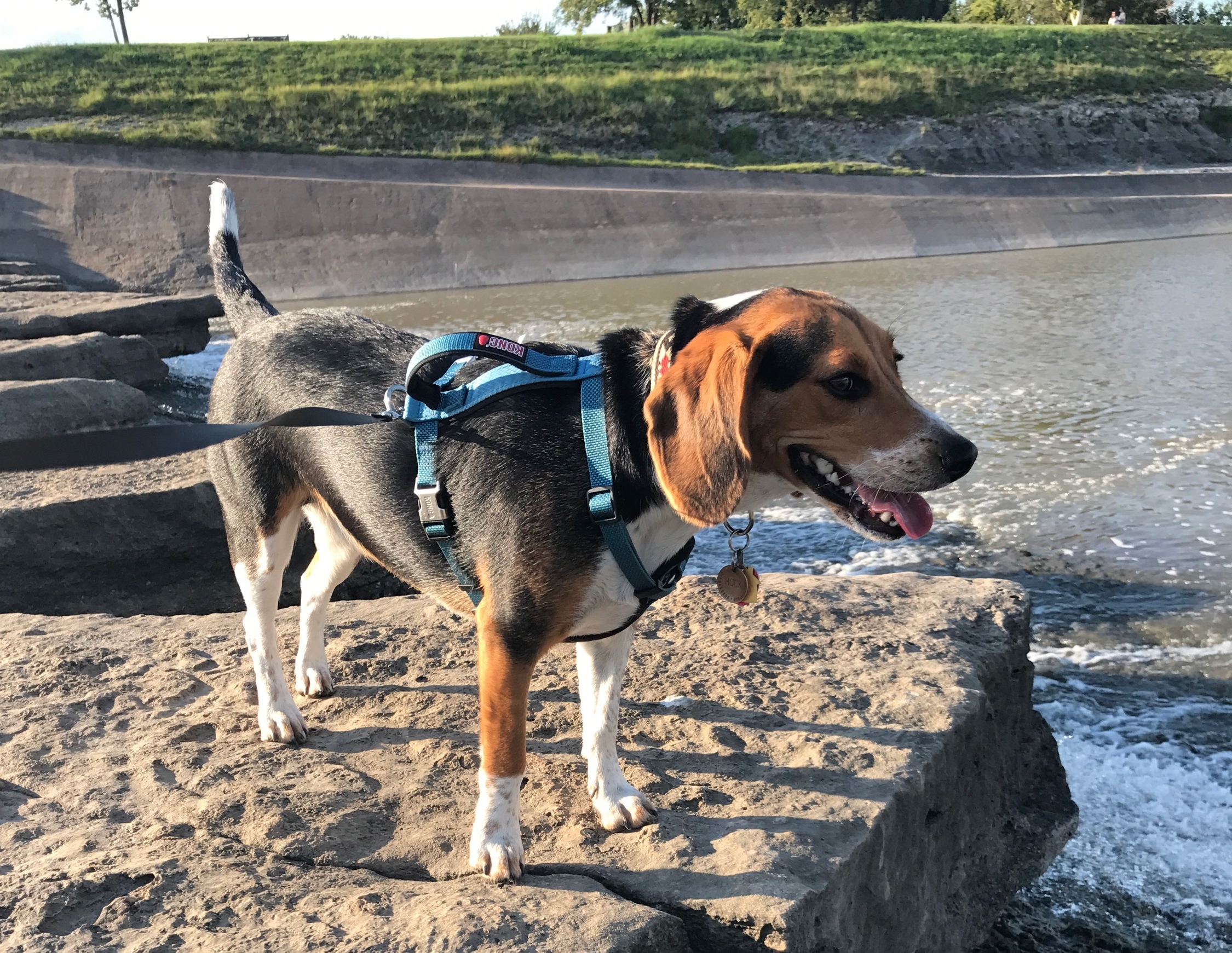 Puppies all Grown Up! — Quail Ridge Pocket Beagles