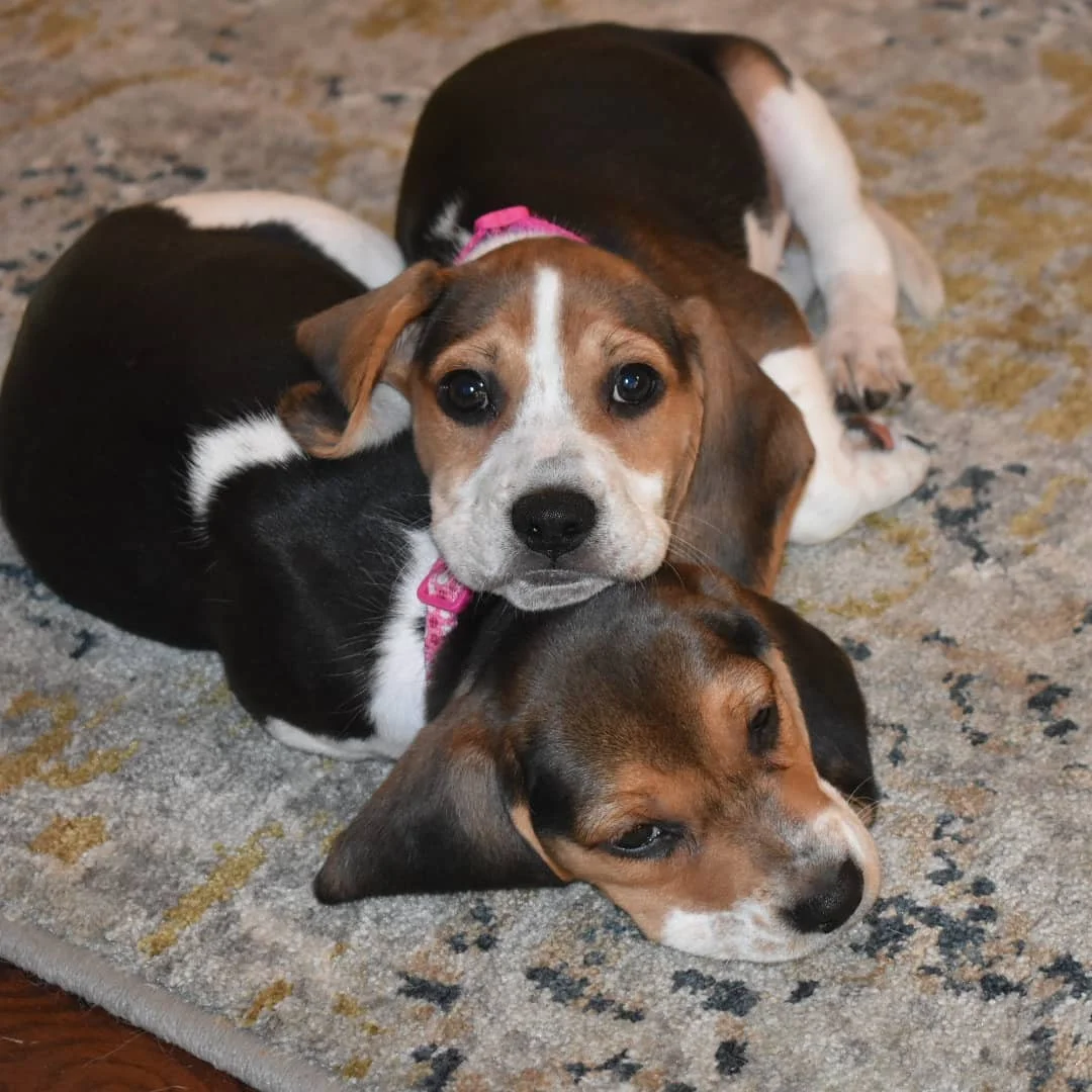 Dot and Allie - May 2018