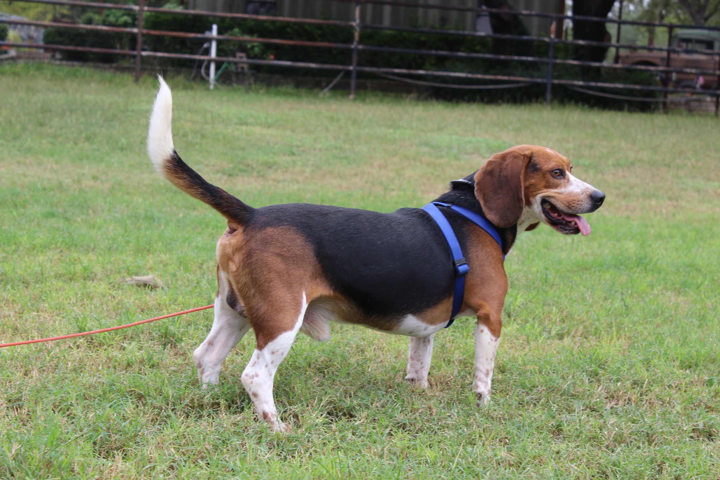 Floki Oct 2018 copy.JPG