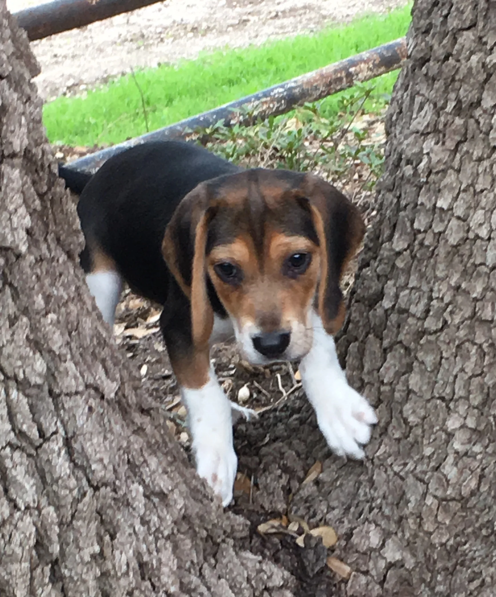 F Red 9 wks tree.jpeg