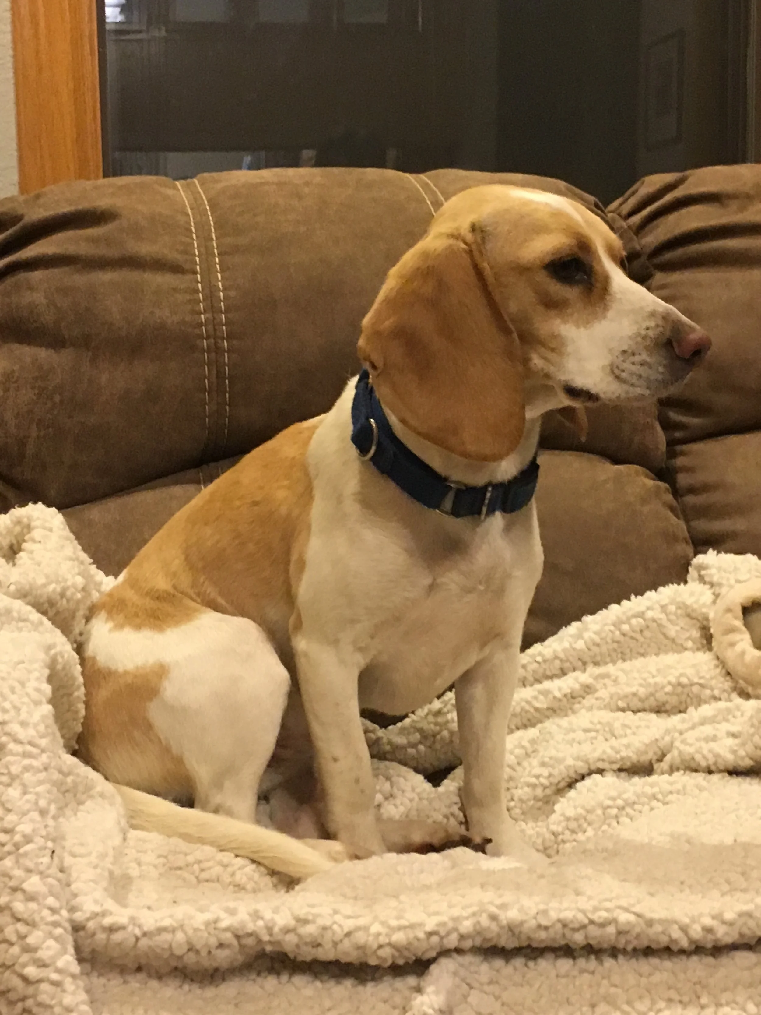 daisy5.JPG