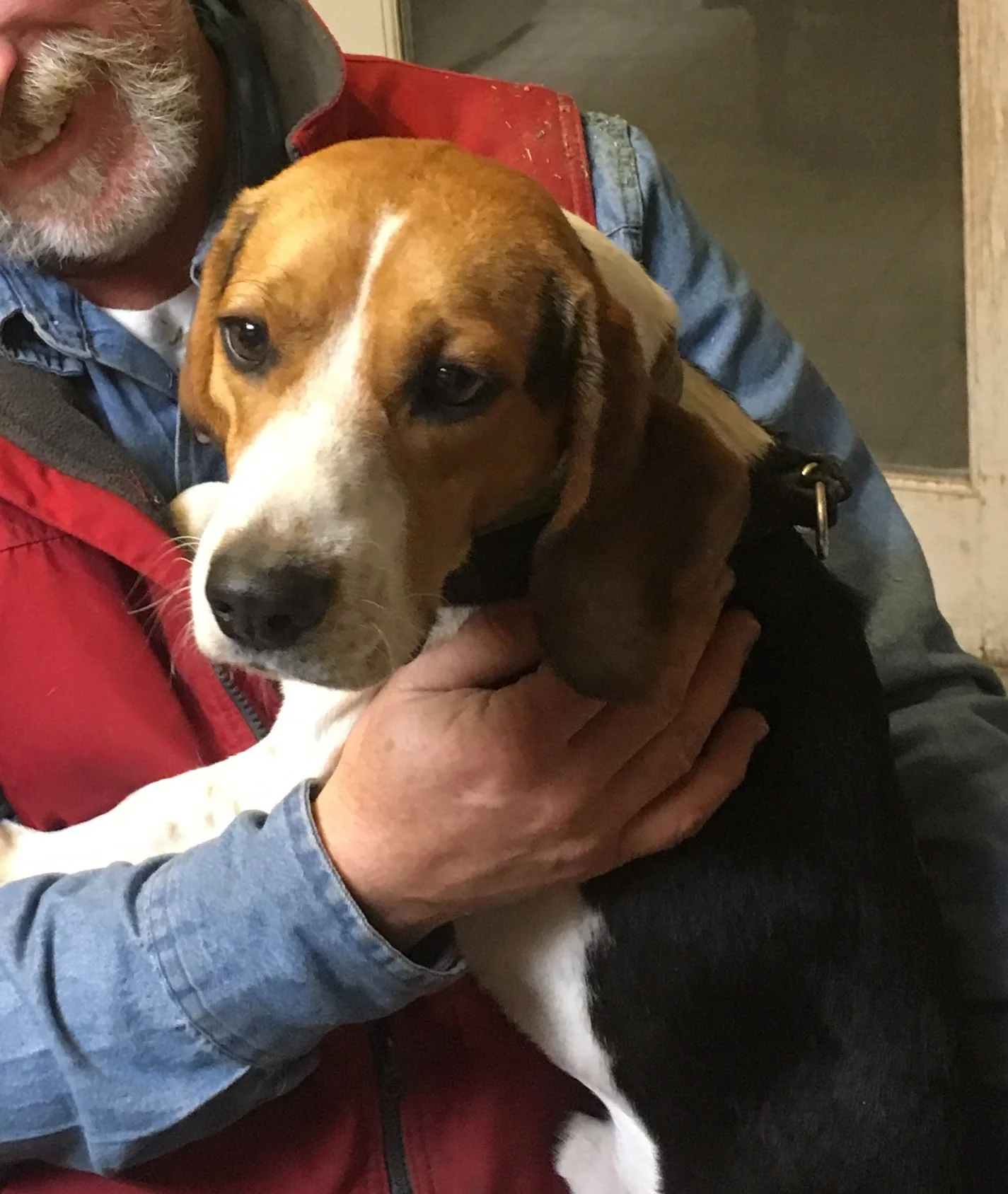 Julio 1/2019  18 months