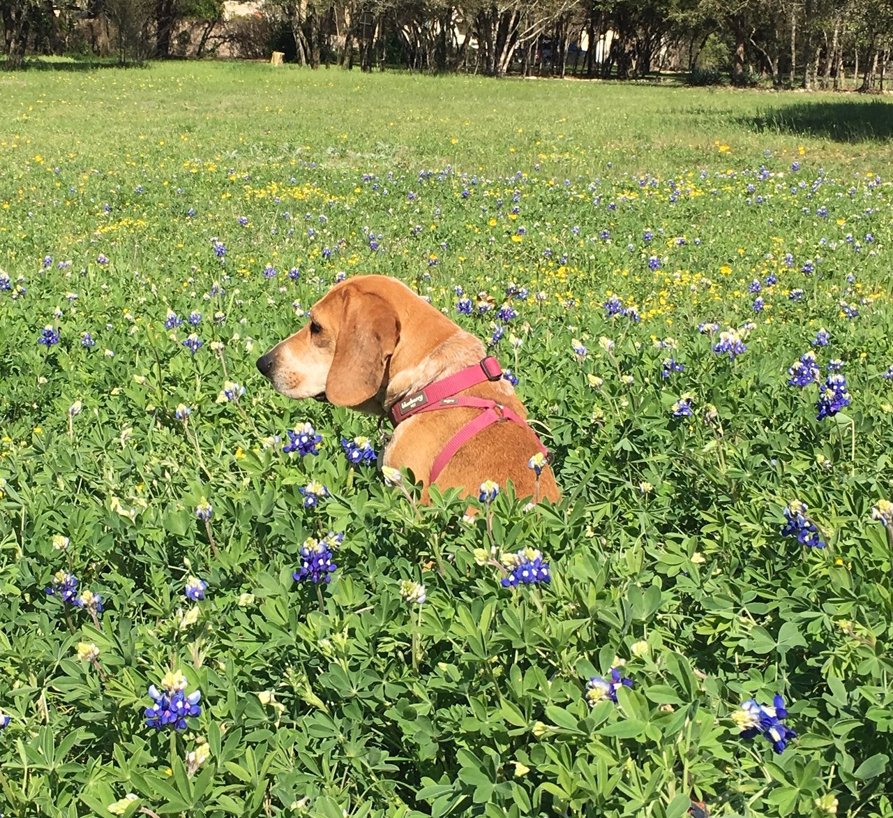 Ruby turn L.jpg